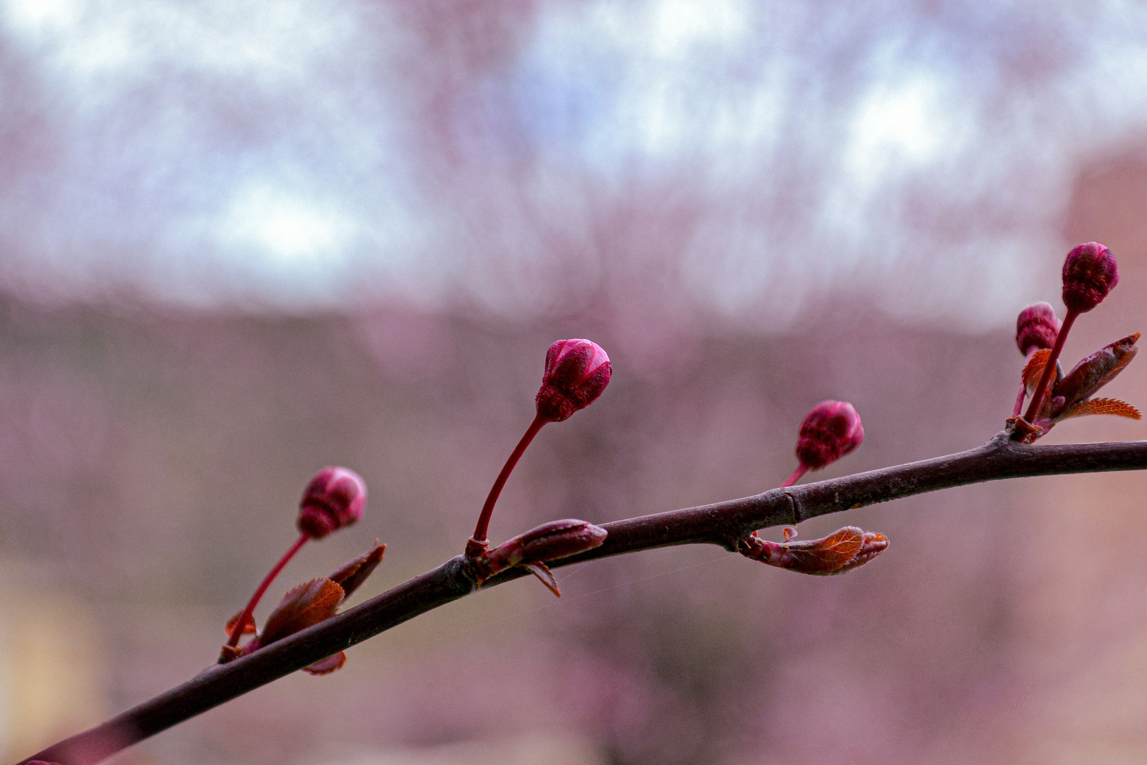 Photo by picsbydenisa