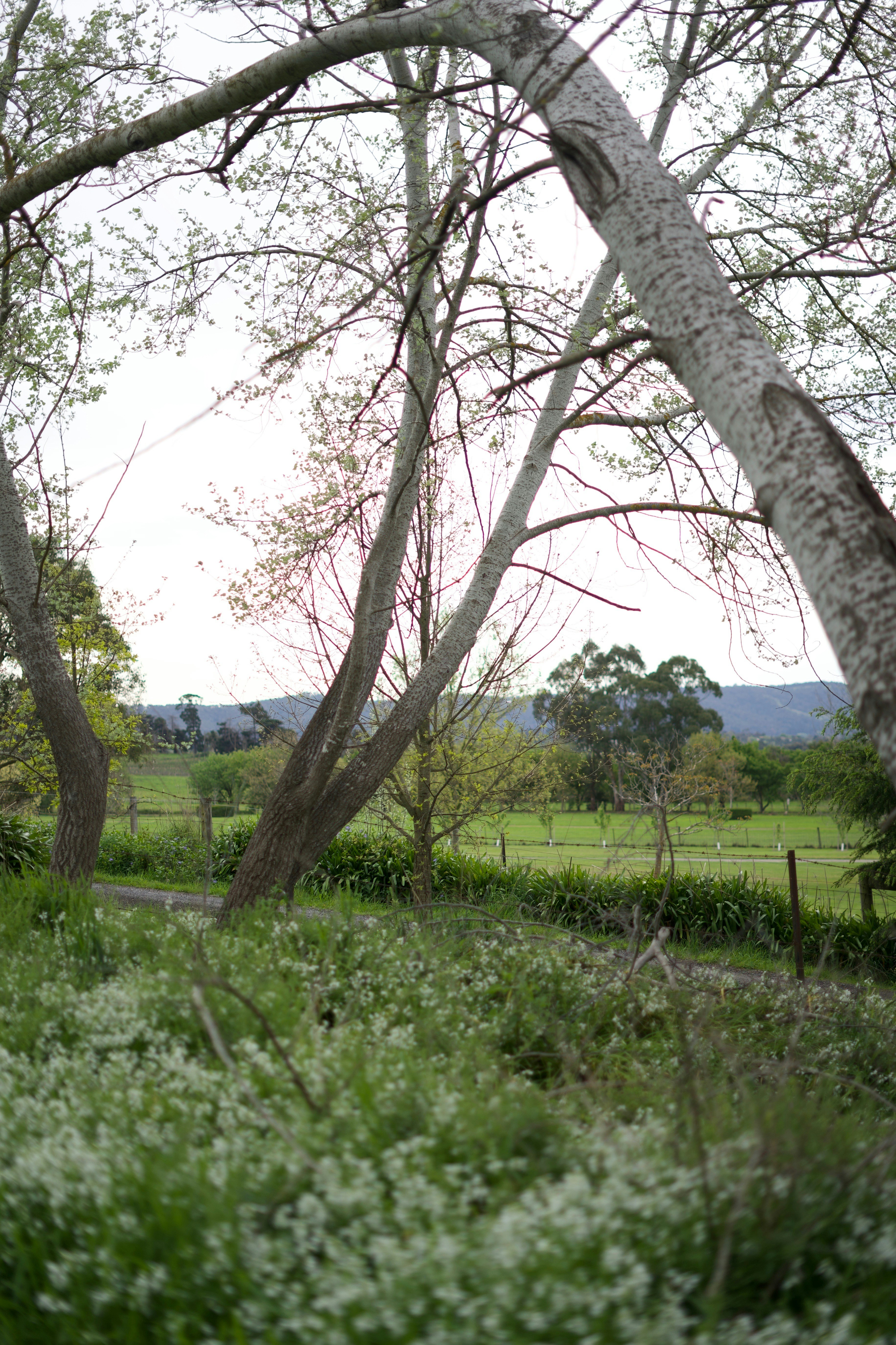 Photo by kris_verityamm