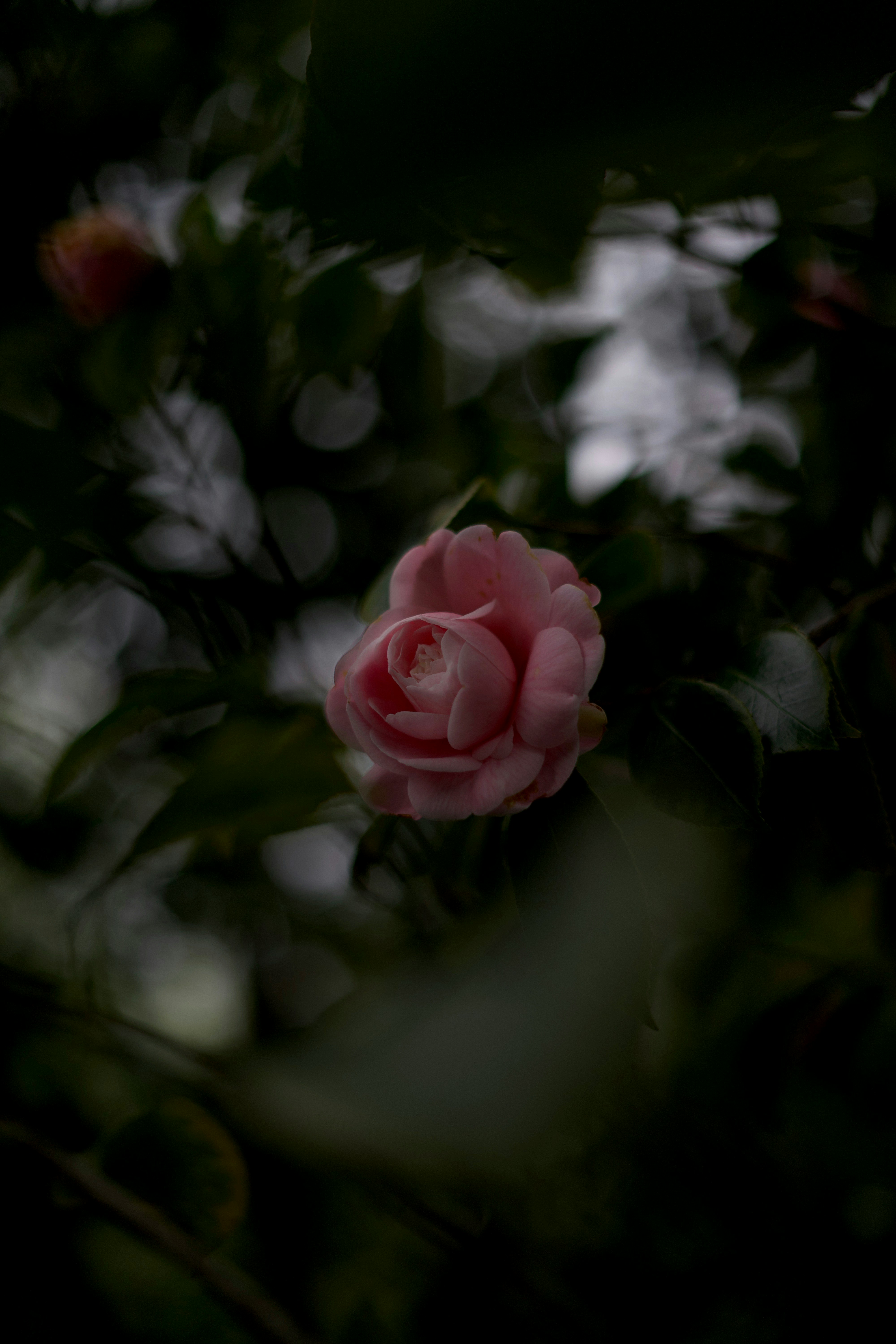 Photo by kris_verityamm