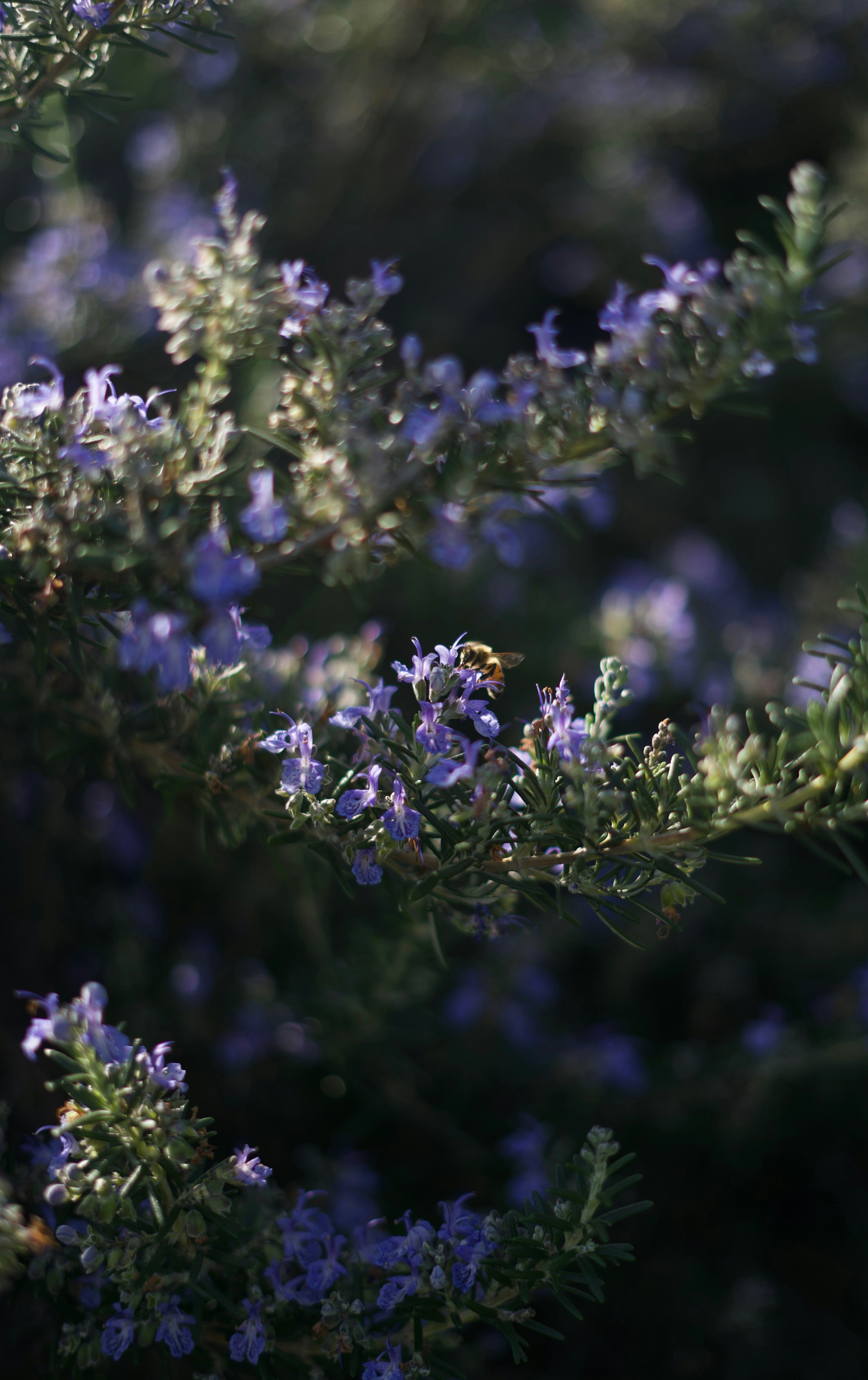 Photo by kris_verityamm