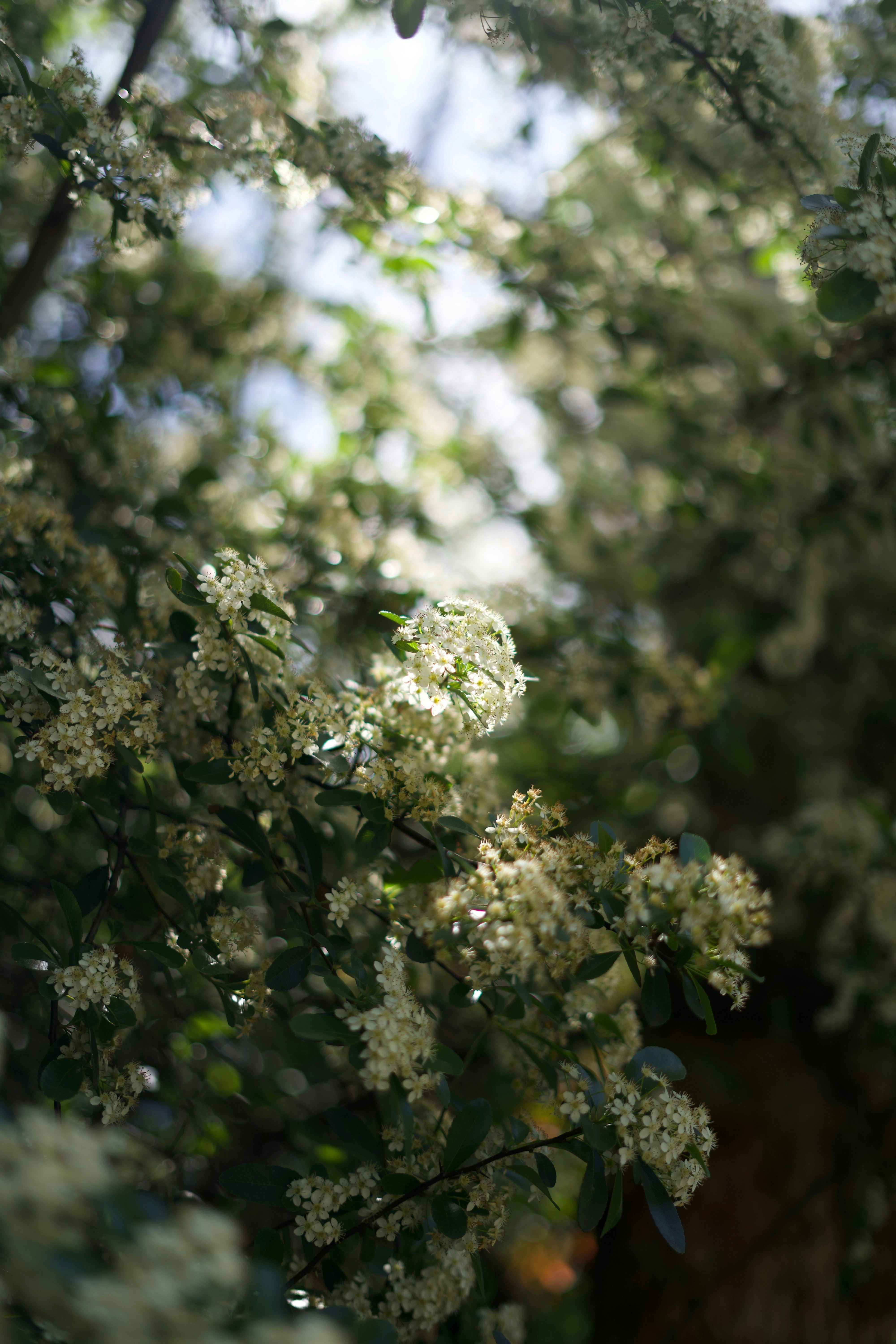 Photo by kris_verityamm