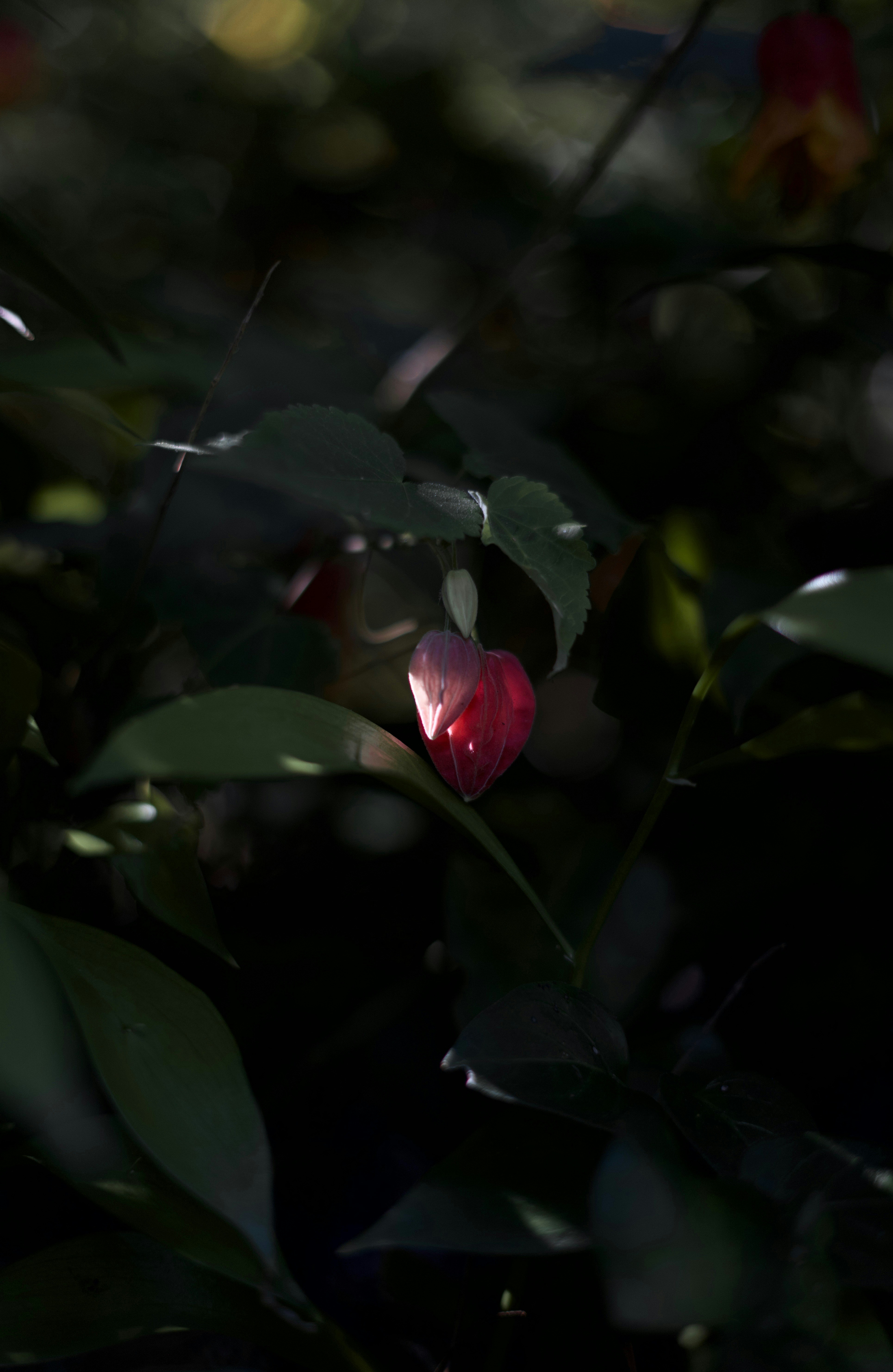 Photo by kris_verityamm