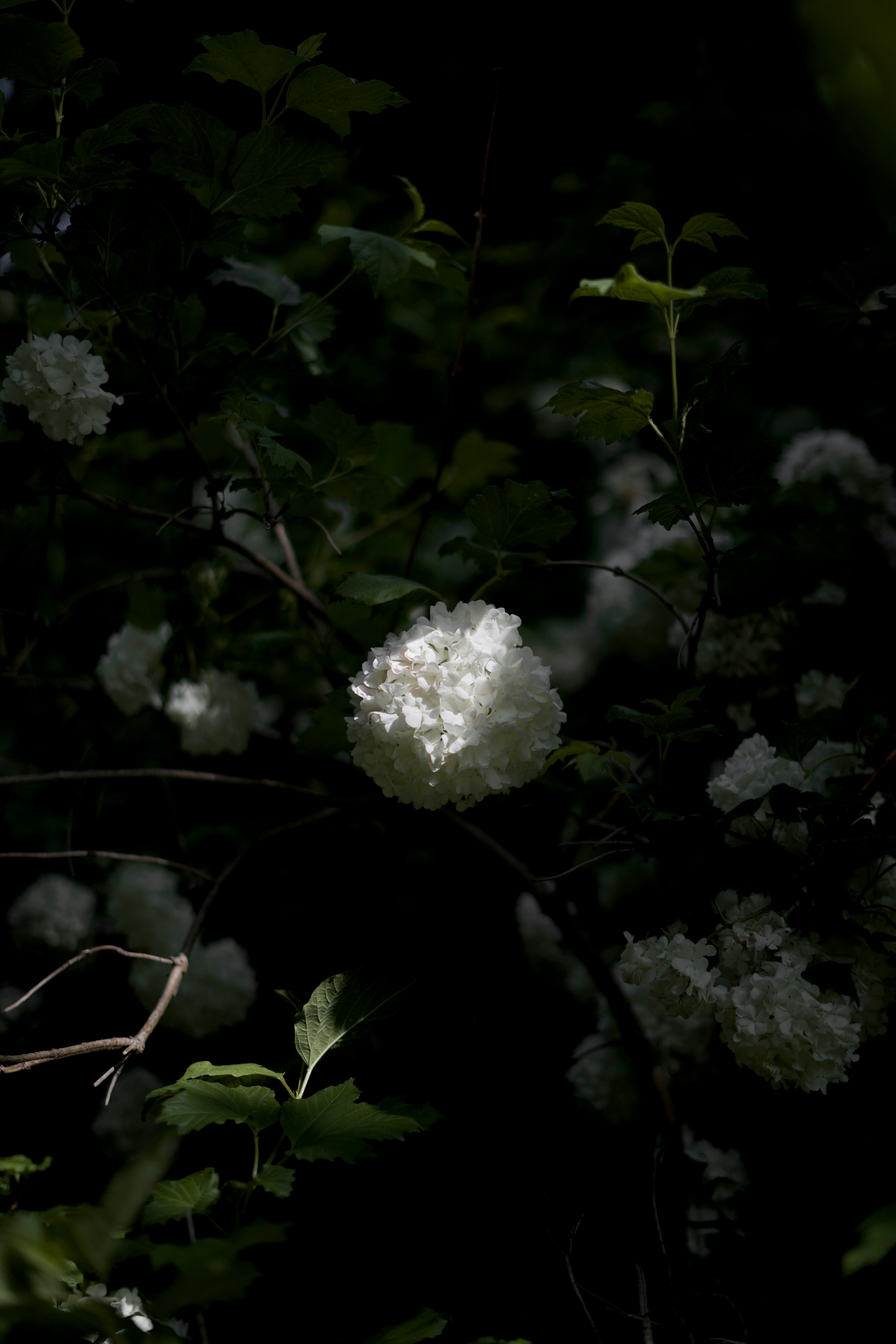 Photo by kris_verityamm