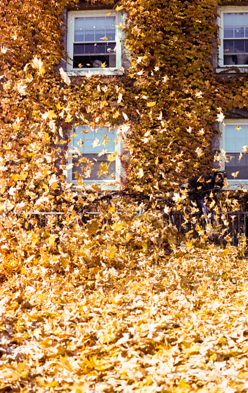 EGO cordless leaf blower