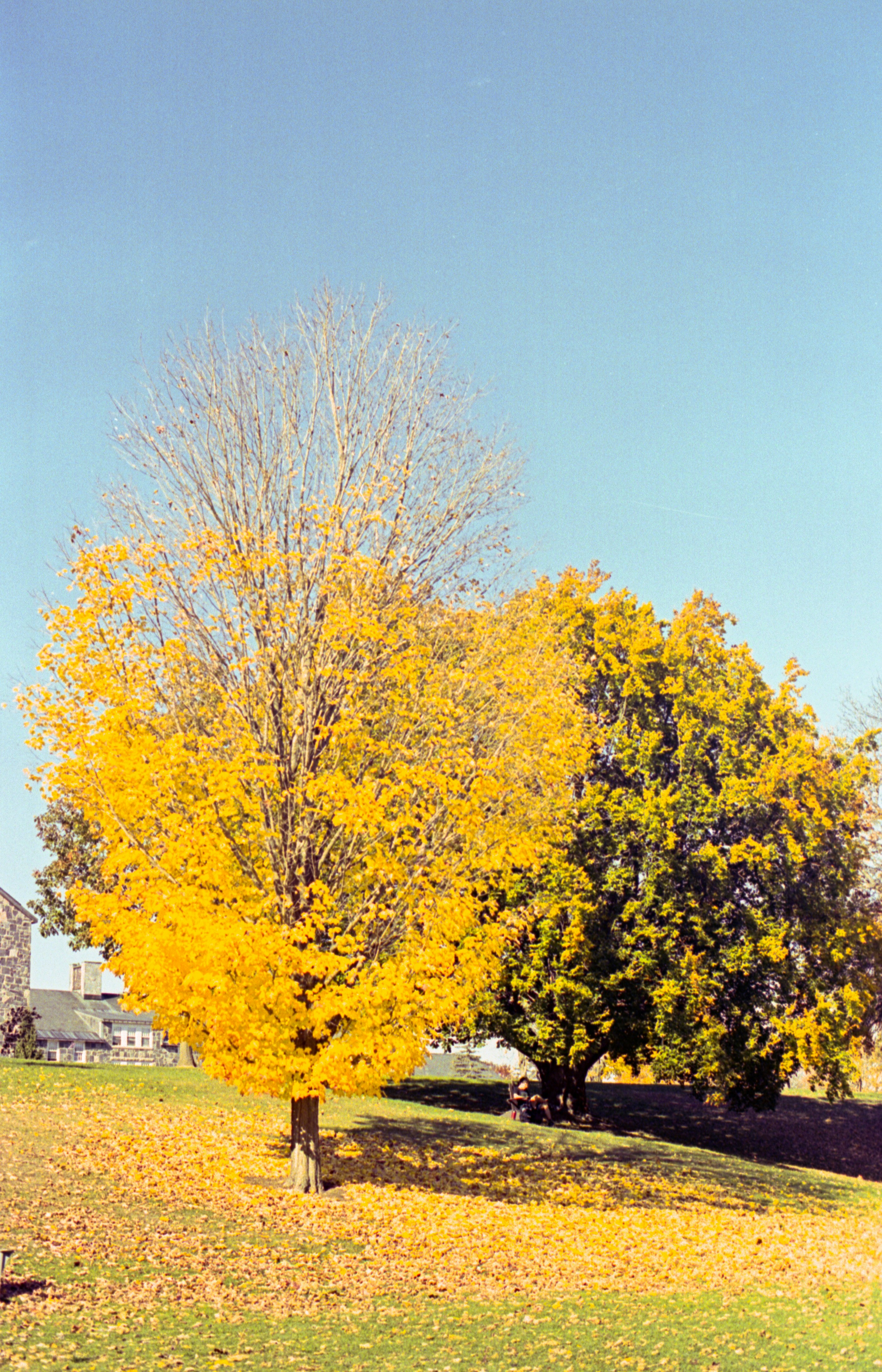 Bäume mit gelben Blättern unter blauem Himmel.