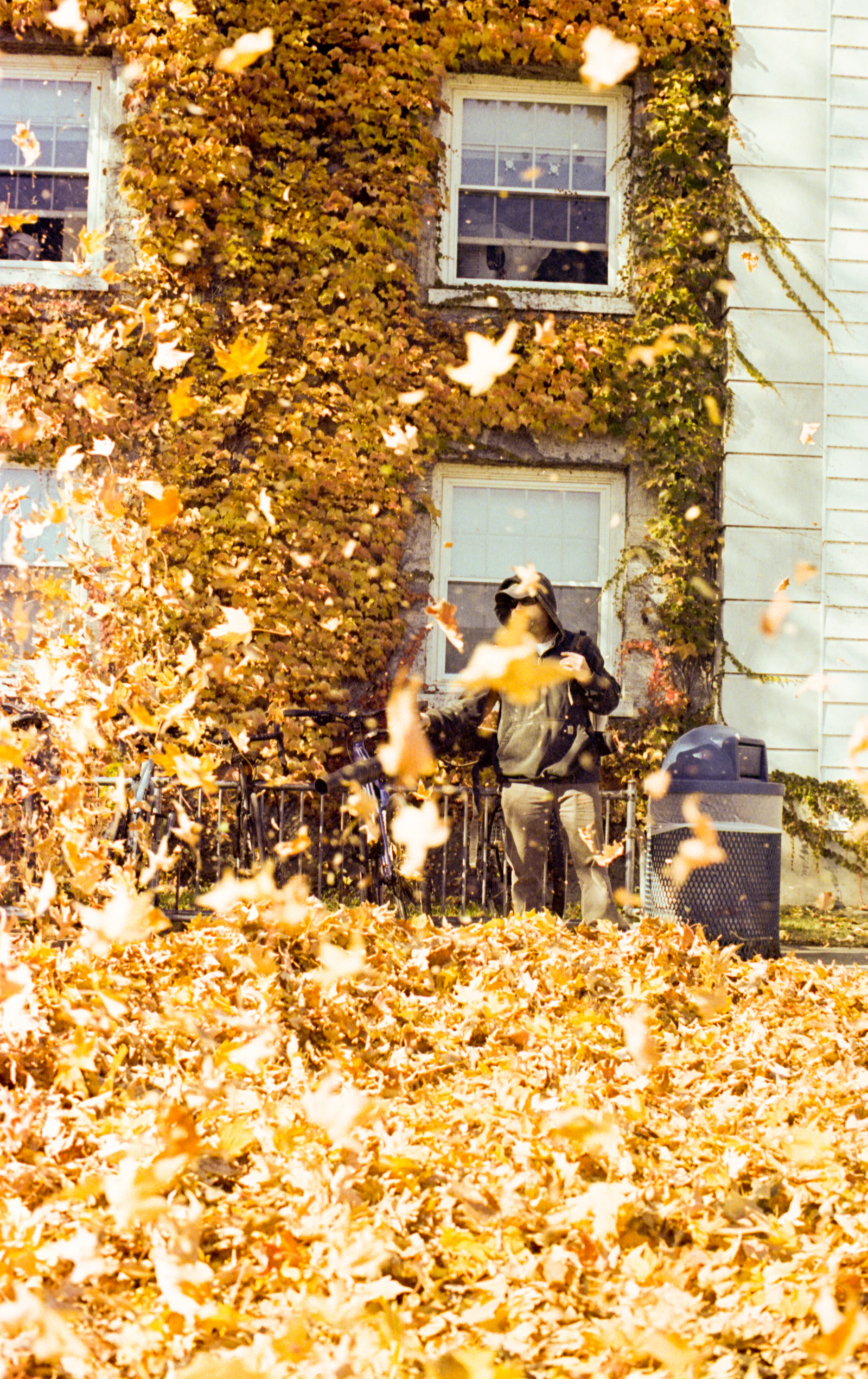 Person raking fallen autumn leaves