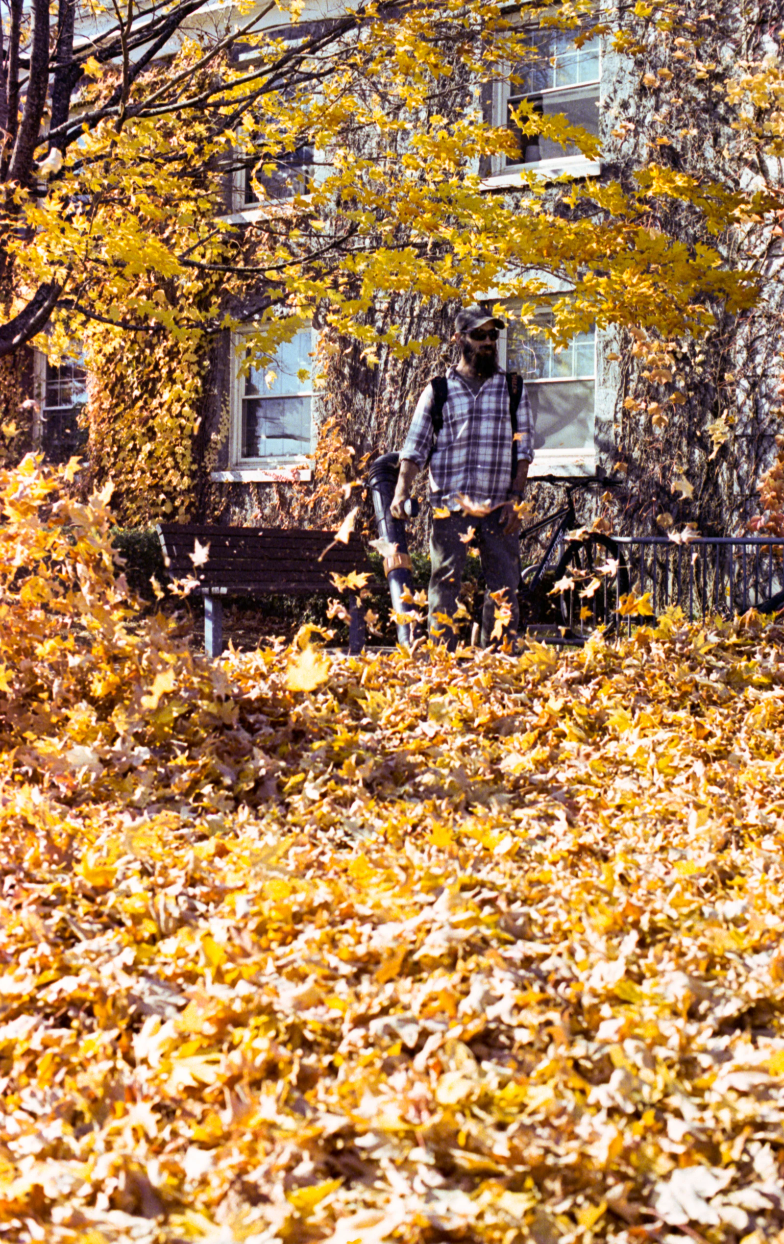 Leaves being blown clear of a lawn in autumn