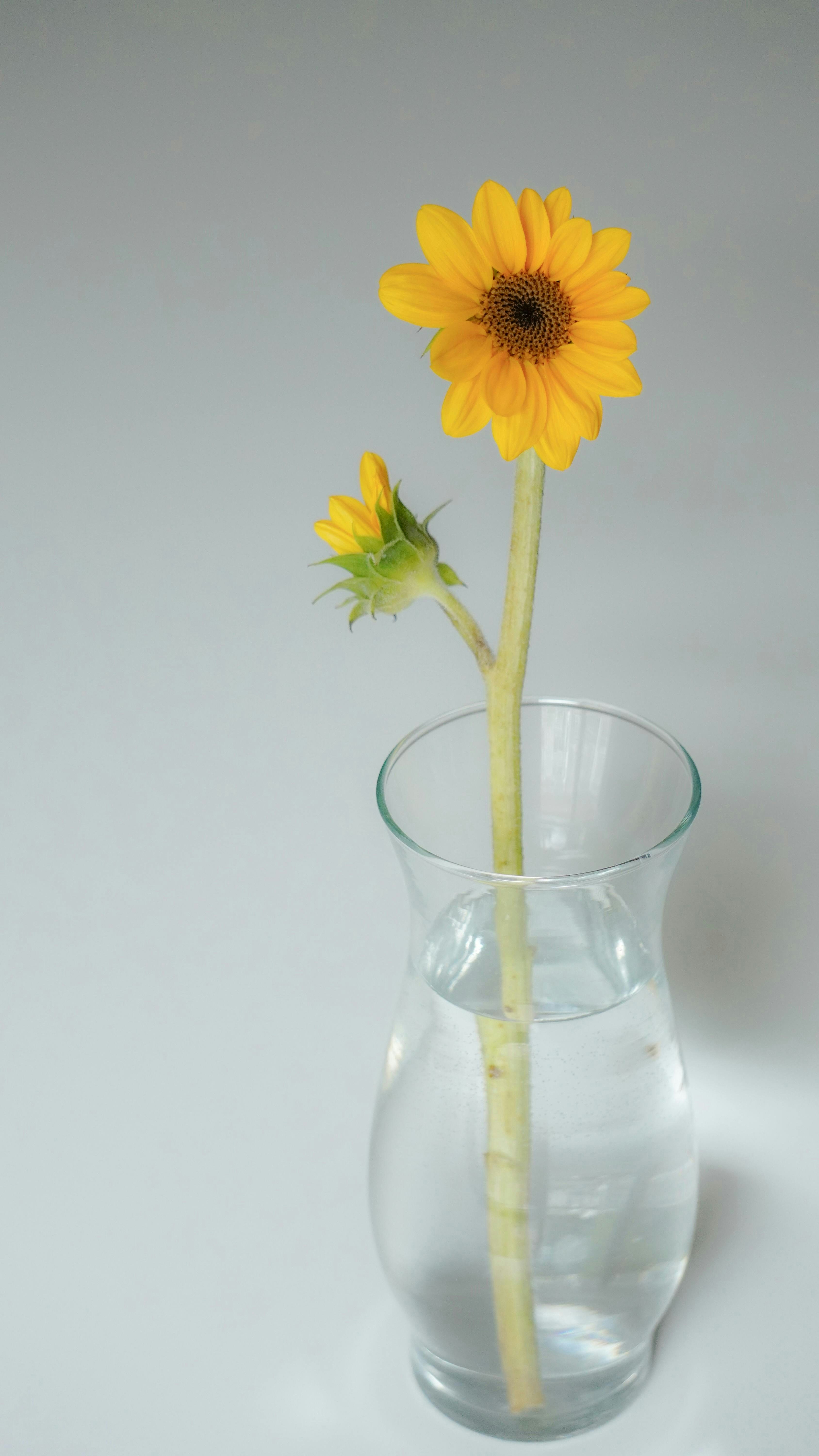 白い花が入った白い花瓶の写真 – Unsplashの花の無料画像