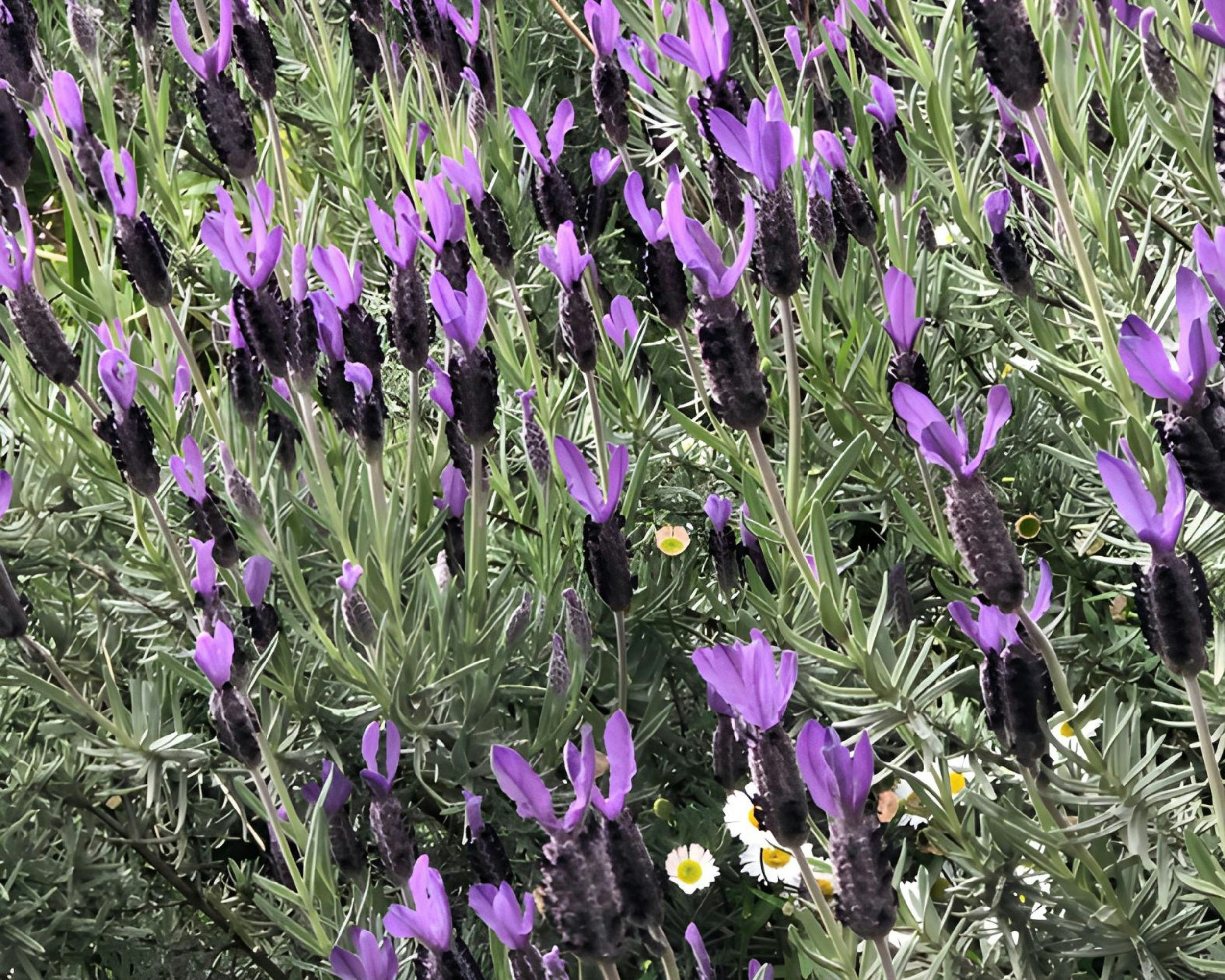 Lavender flowers bloom in a garden