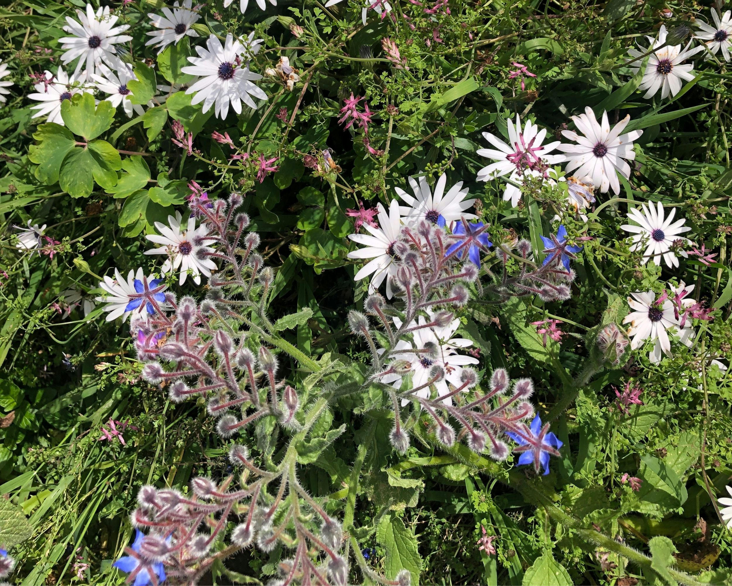 White daisies and purple flowers bloom in greenery