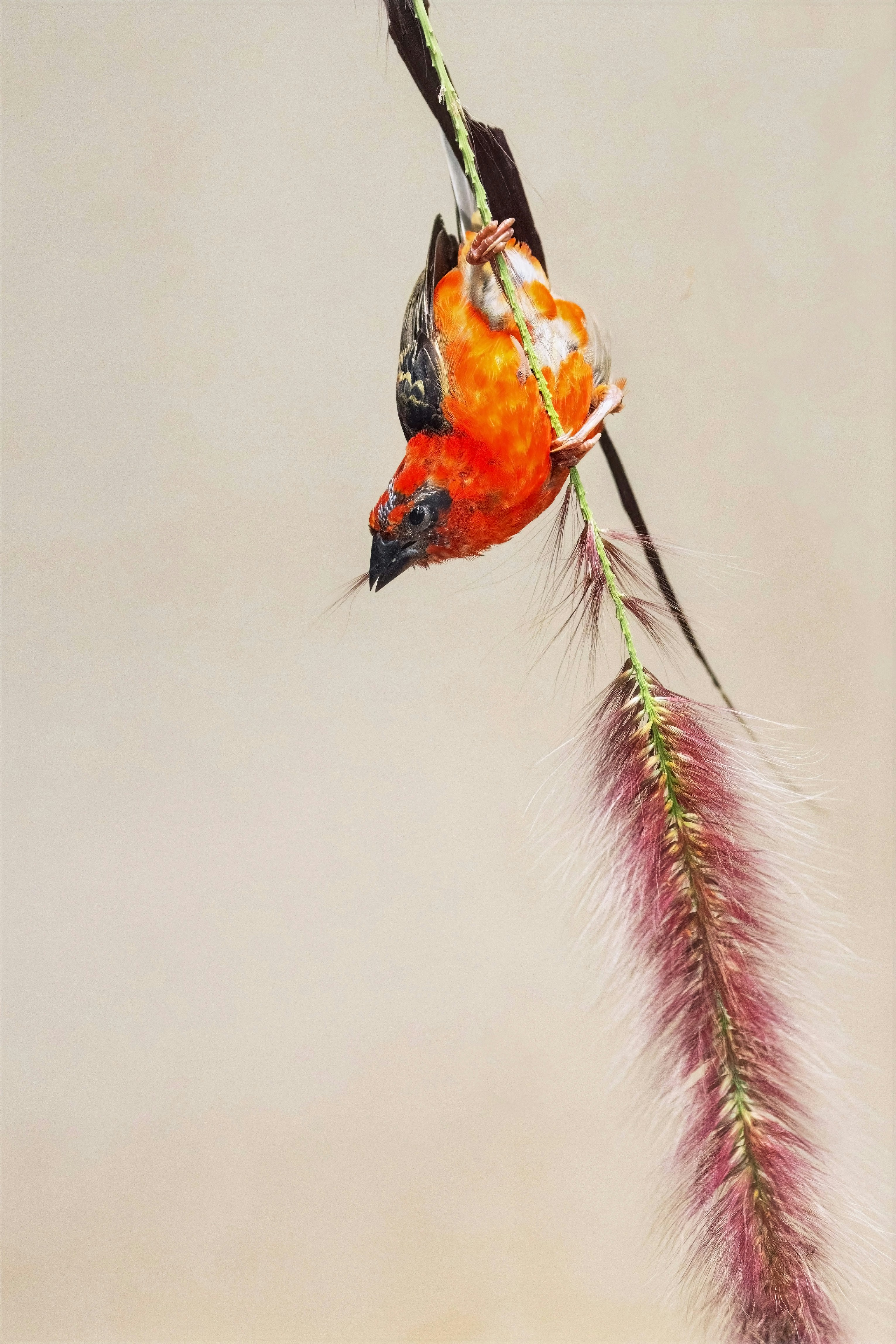 A red bird hangs upside down from a plant.
