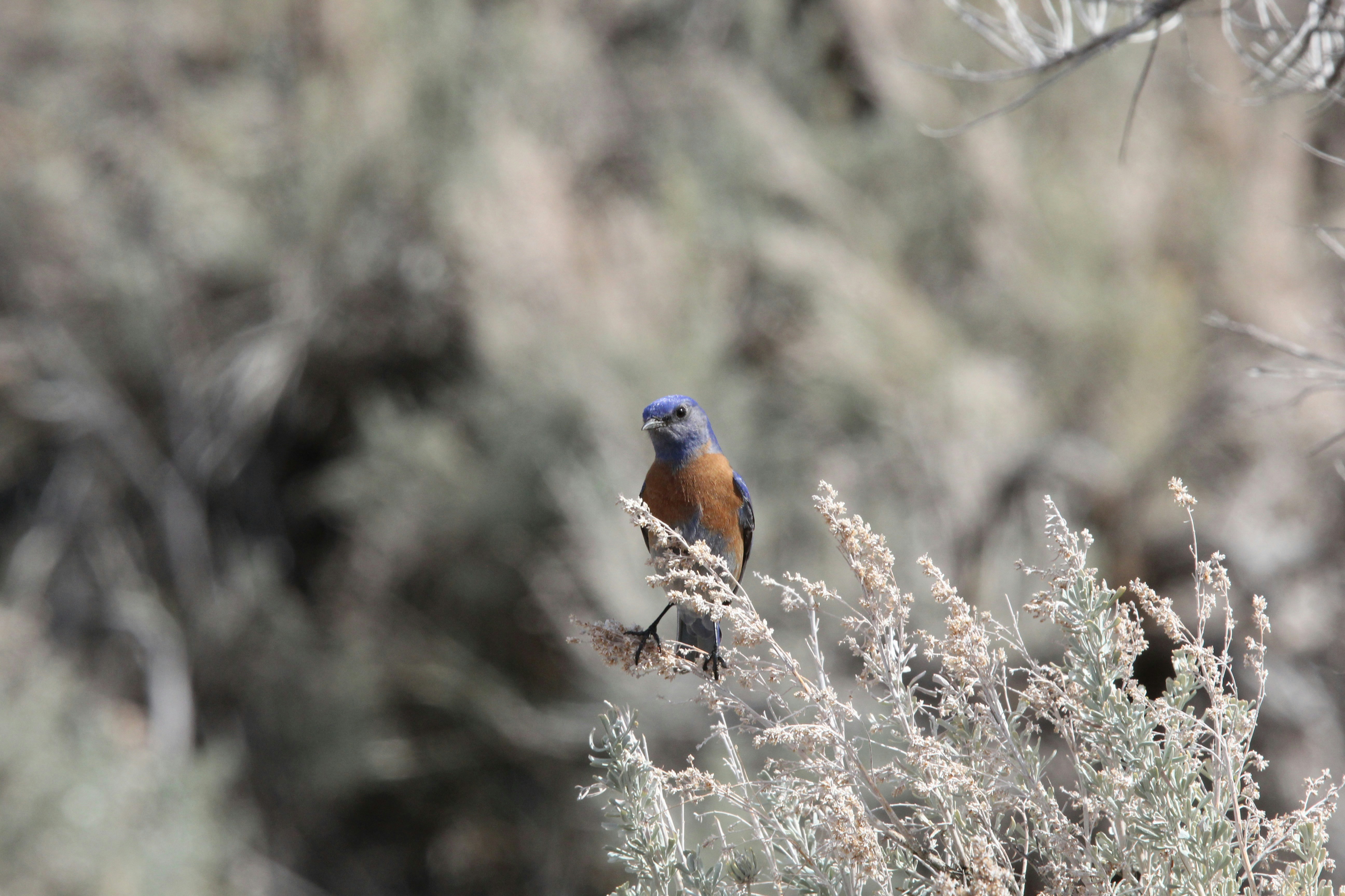 A bluebird rests on some sagebrush.