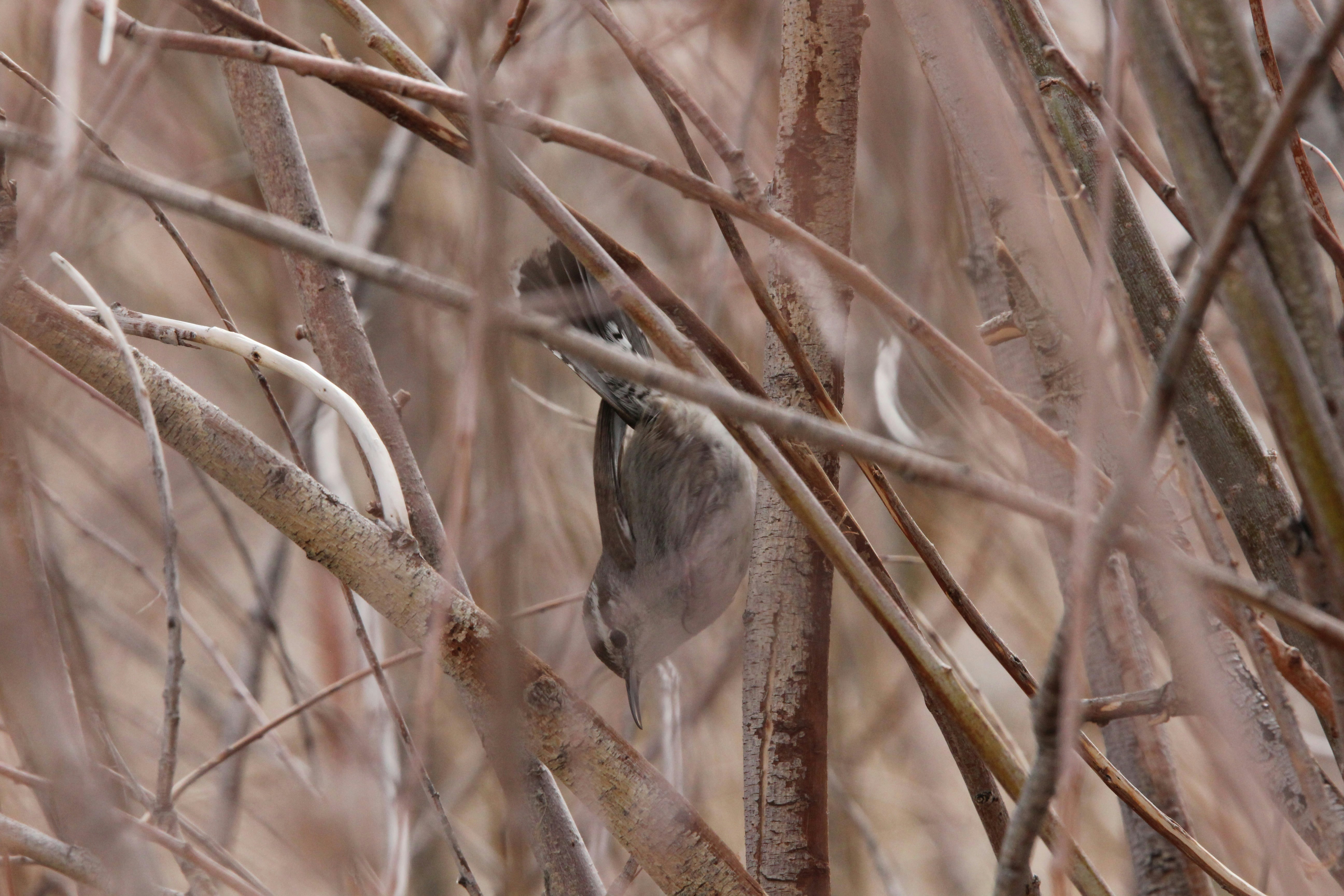Un petit oiseau est perché parmi les branches.