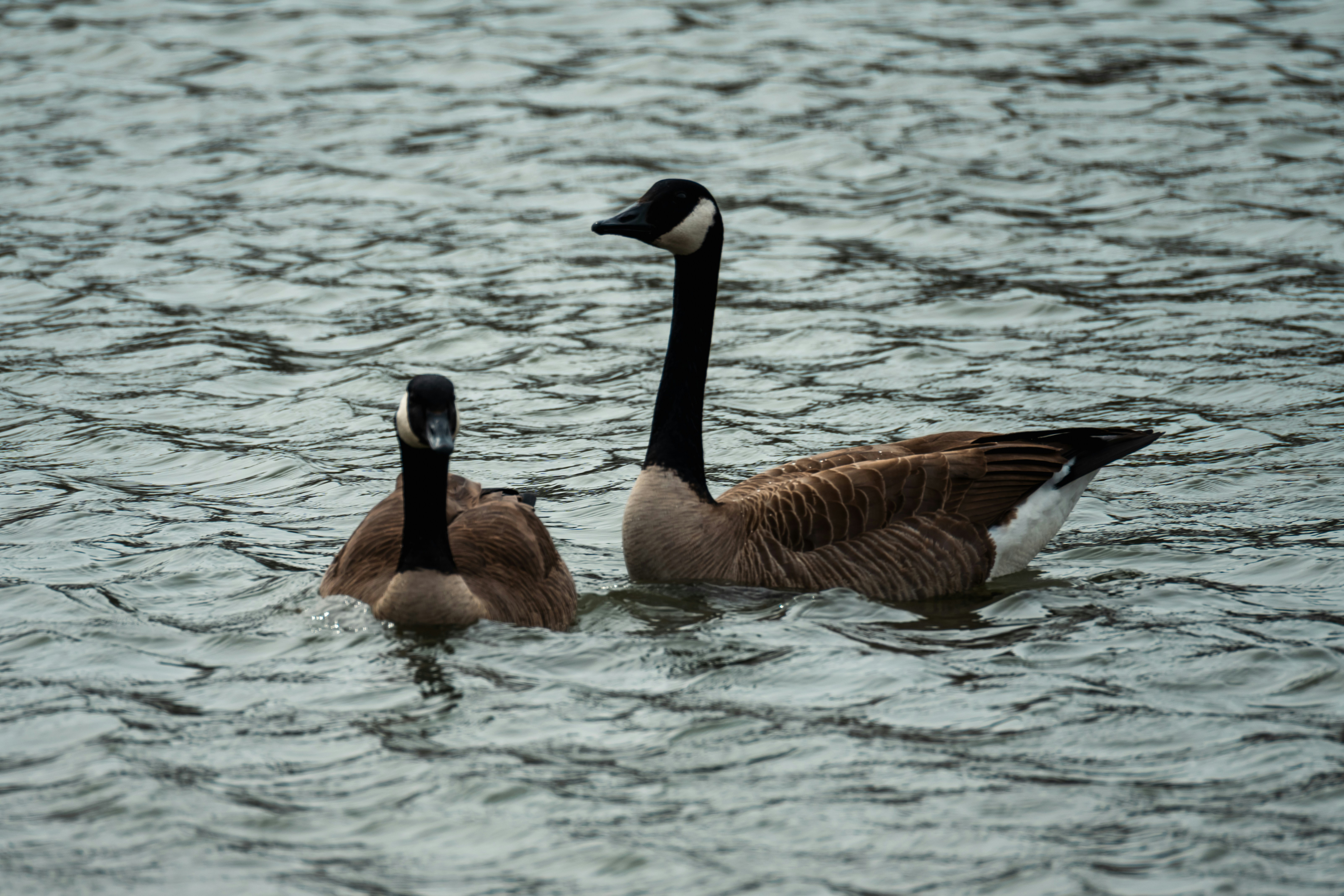 Dos gansos canadienses nadando en el agua.
