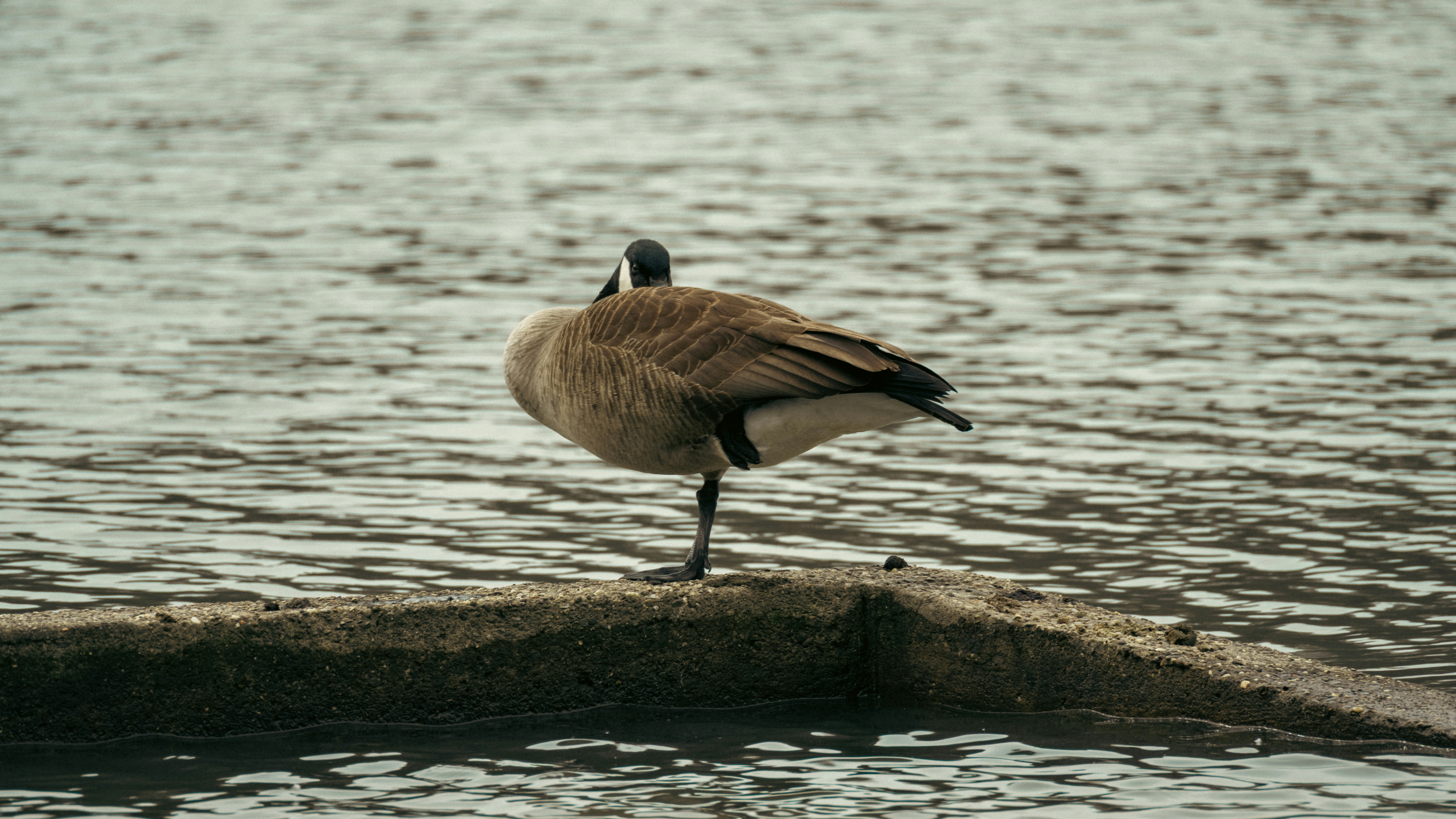 Un ganso se balancea sobre una pata en un lago.