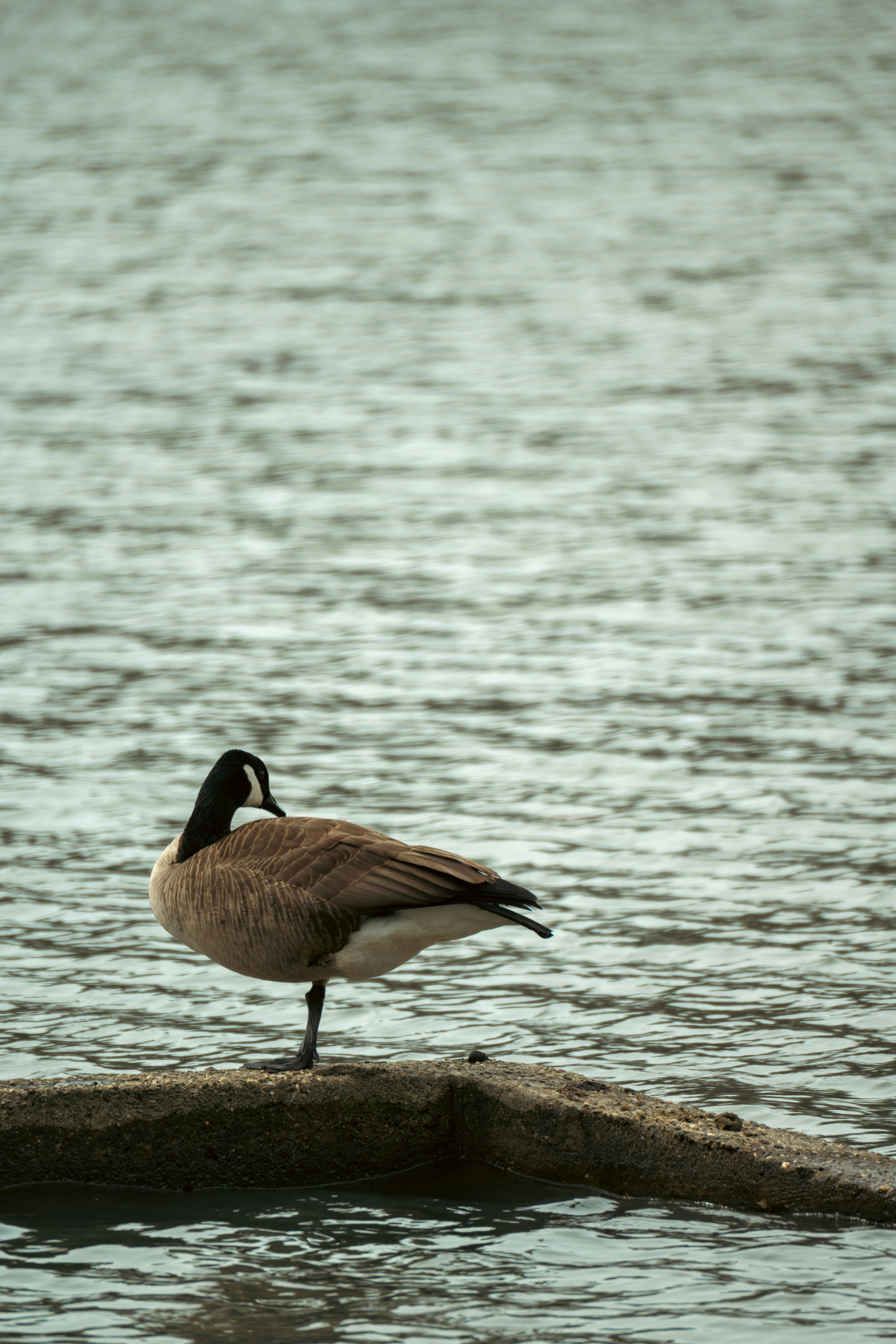 Un ganso se para sobre una pata cerca del agua.