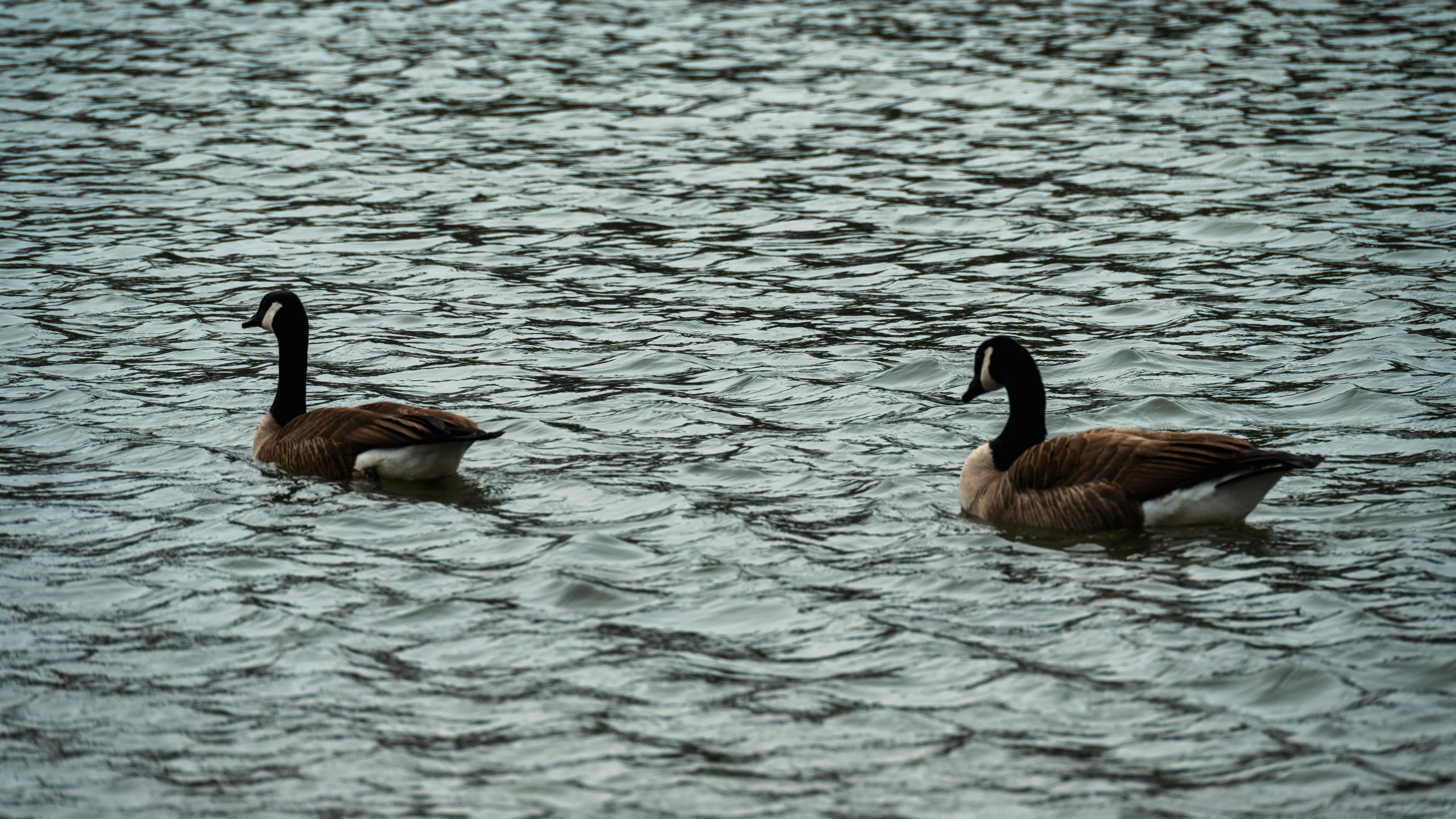 Dos gansos canadienses flotan en el agua.