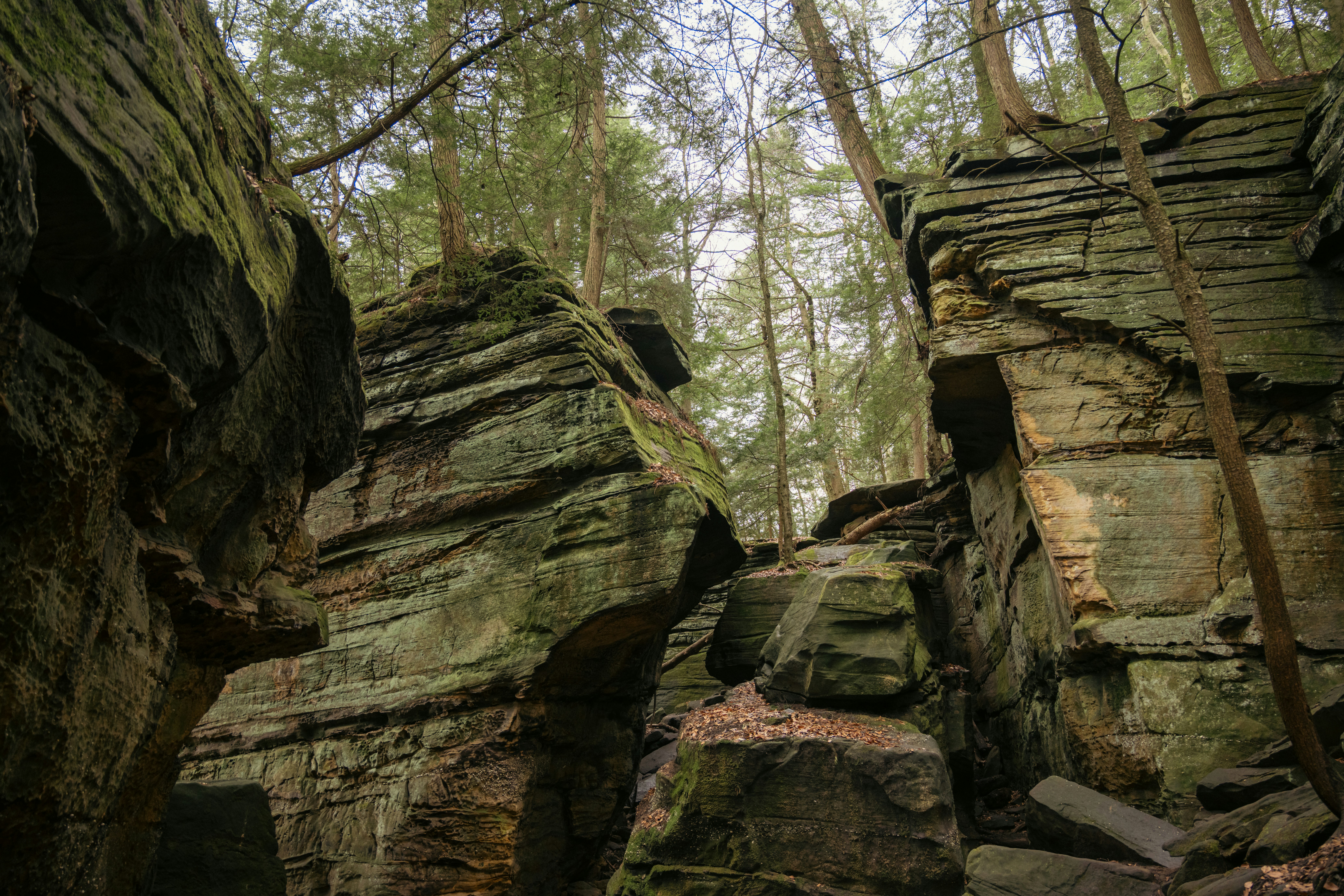 Desfiladero rocoso con árboles que crecen entre las rocas.