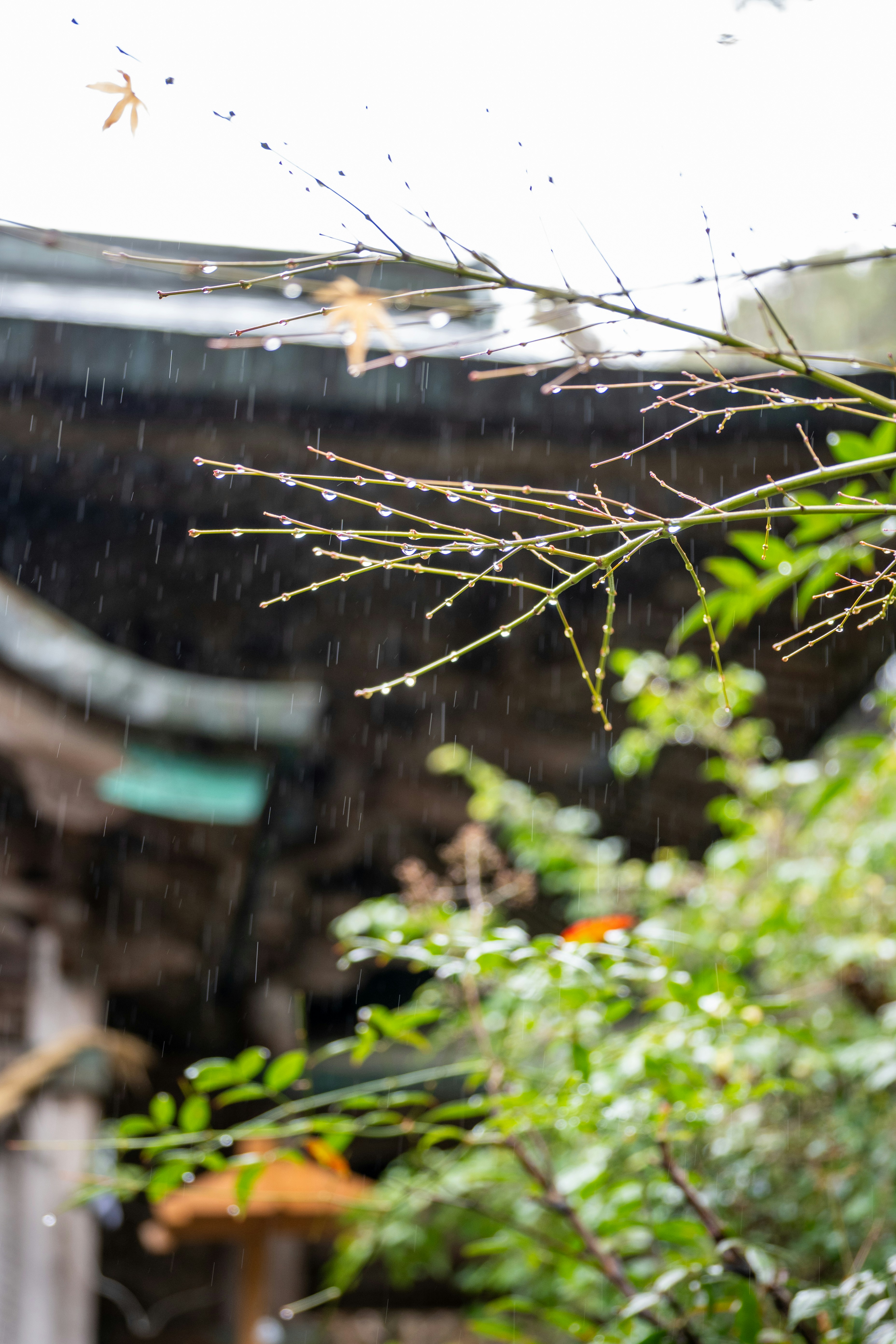 Sweet Osmanthus Rain at Manjuelong Village
