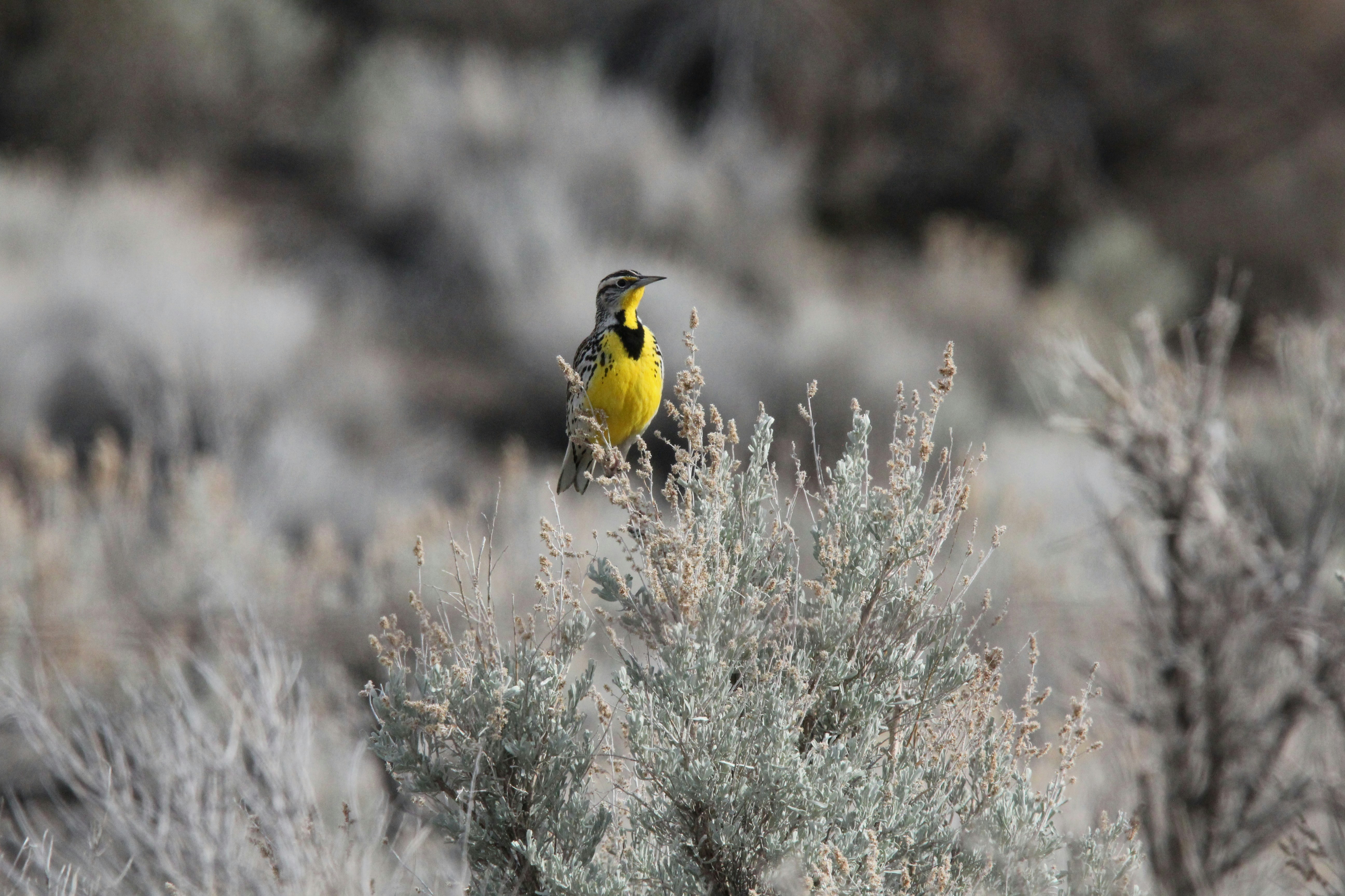 A yellow bird is perched on a bush.