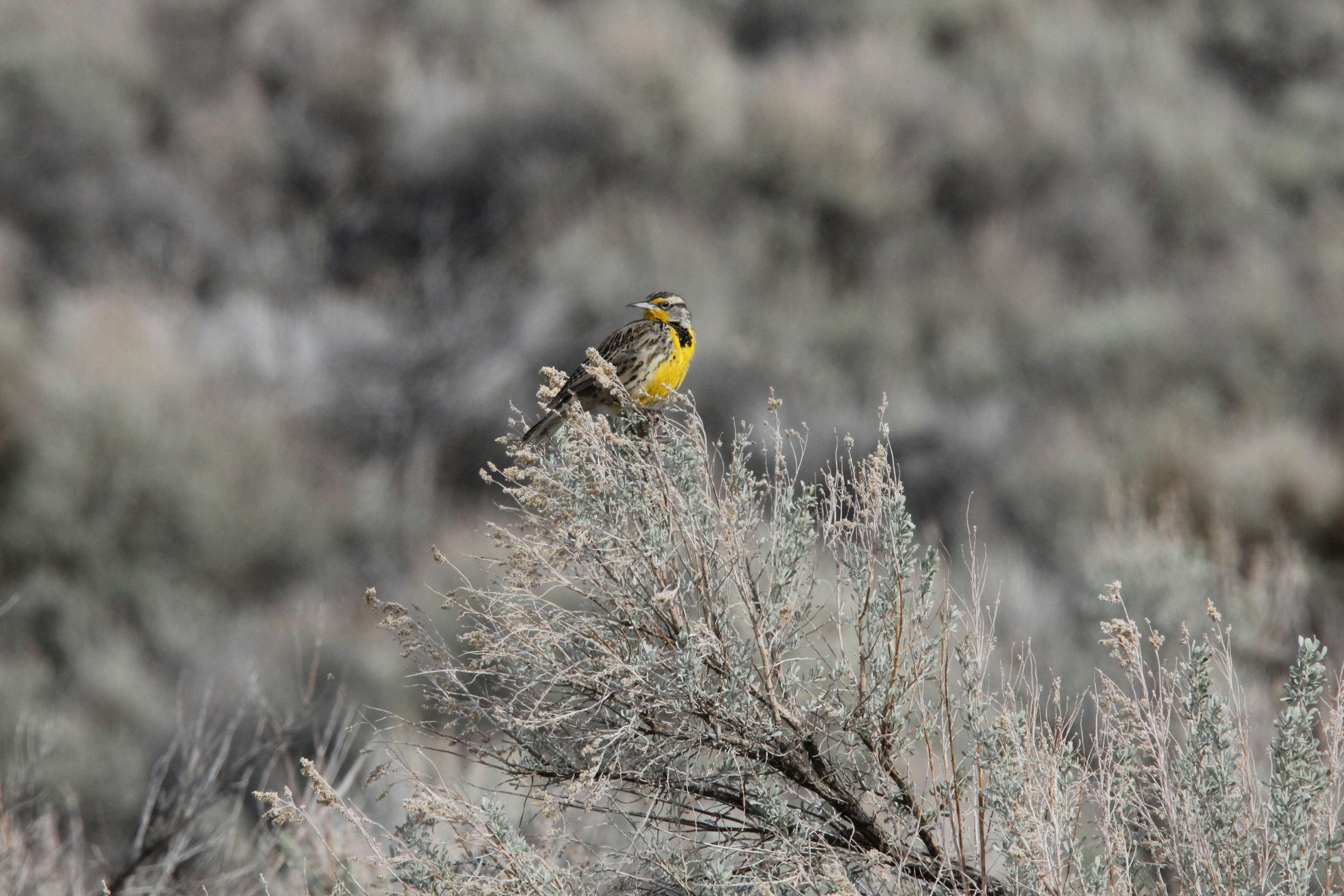 A western meadowlark perched on a bush.