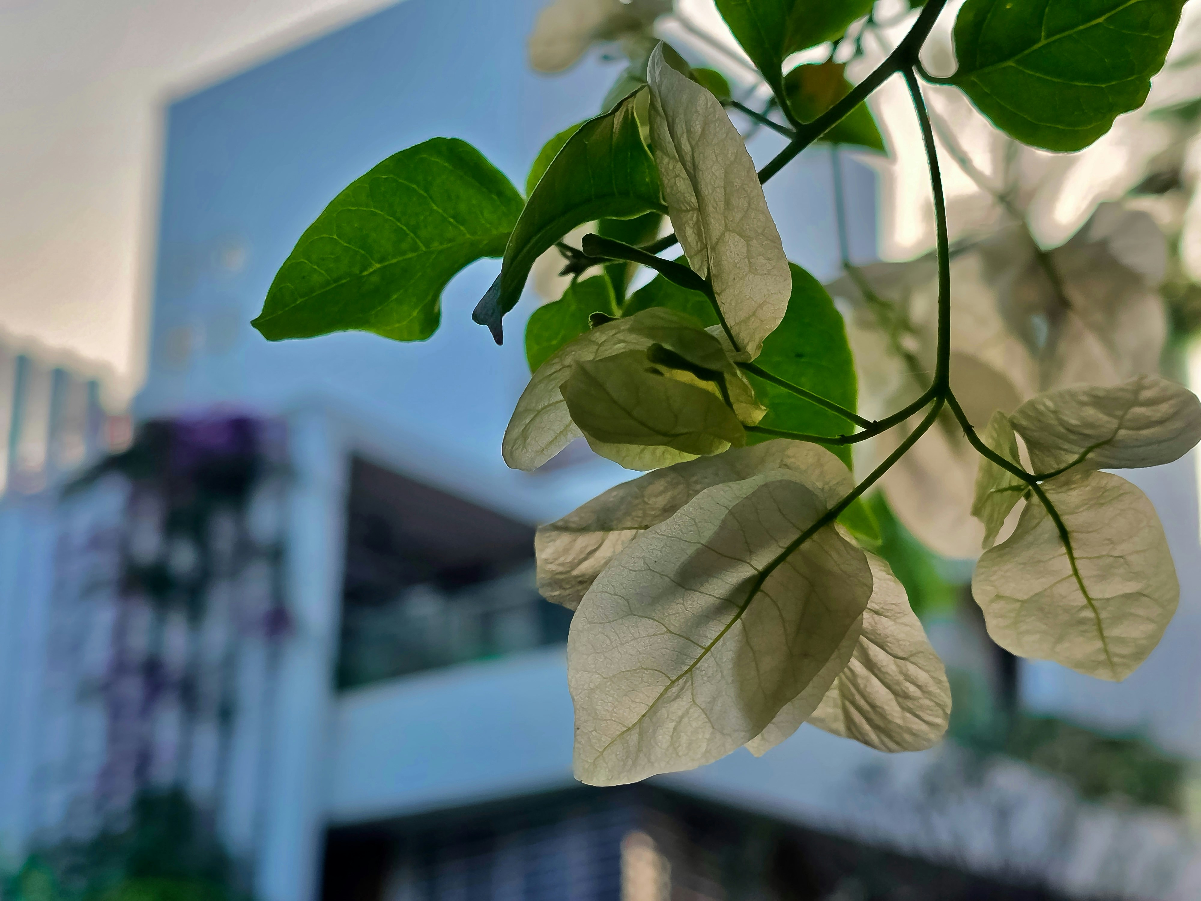 decor image