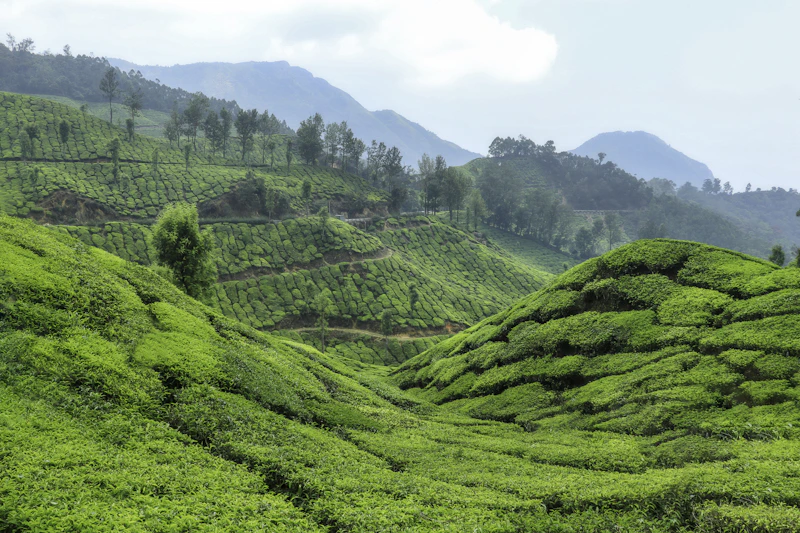 Kerala tea plantation landscape