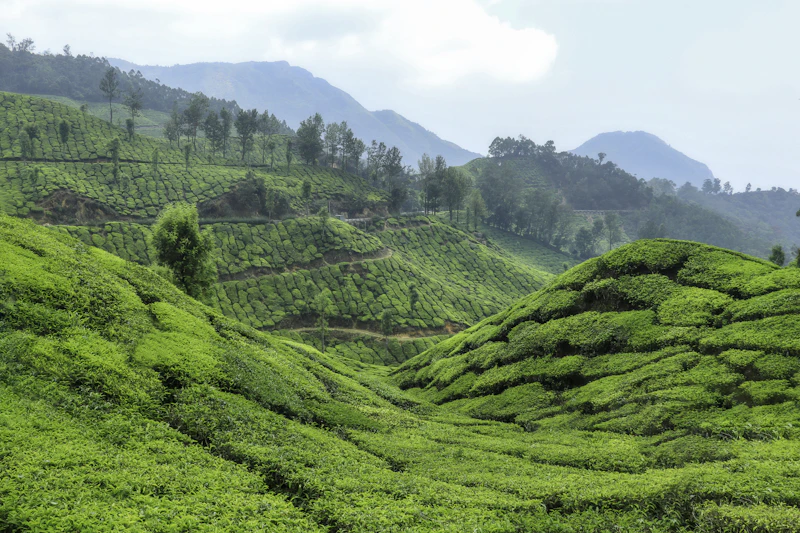 Kerala photo 2