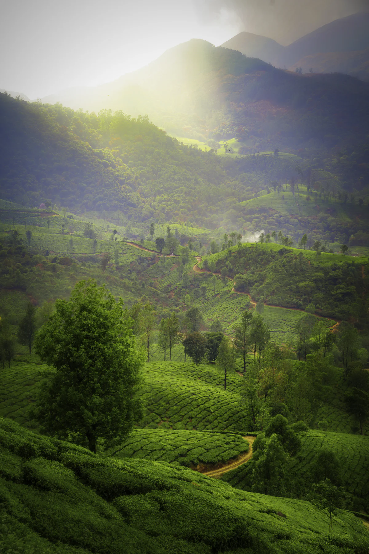 Nelliyampathy