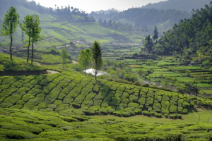 Munnar Tea Gardens