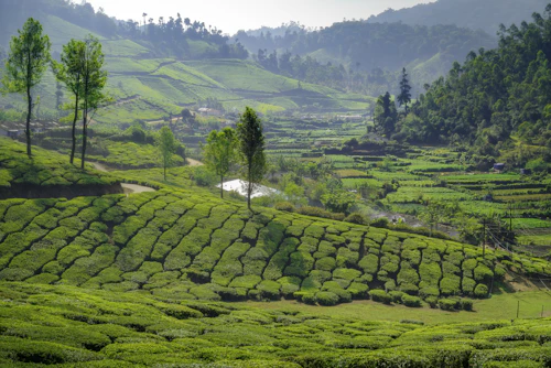 Munnar Tea Gardens