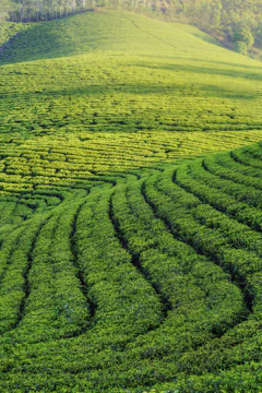 Munnar tea plantation rolling hills, Kerala