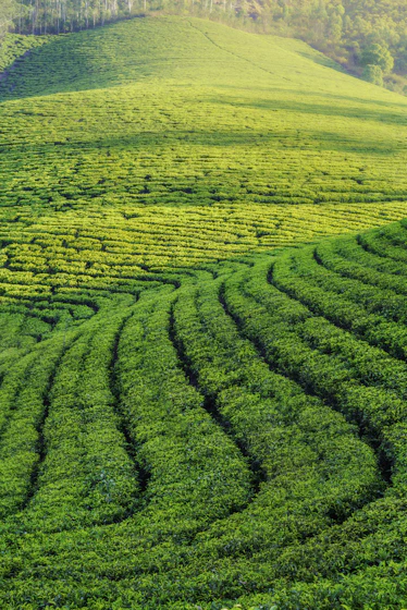 Munnar tea plantation rolling hills