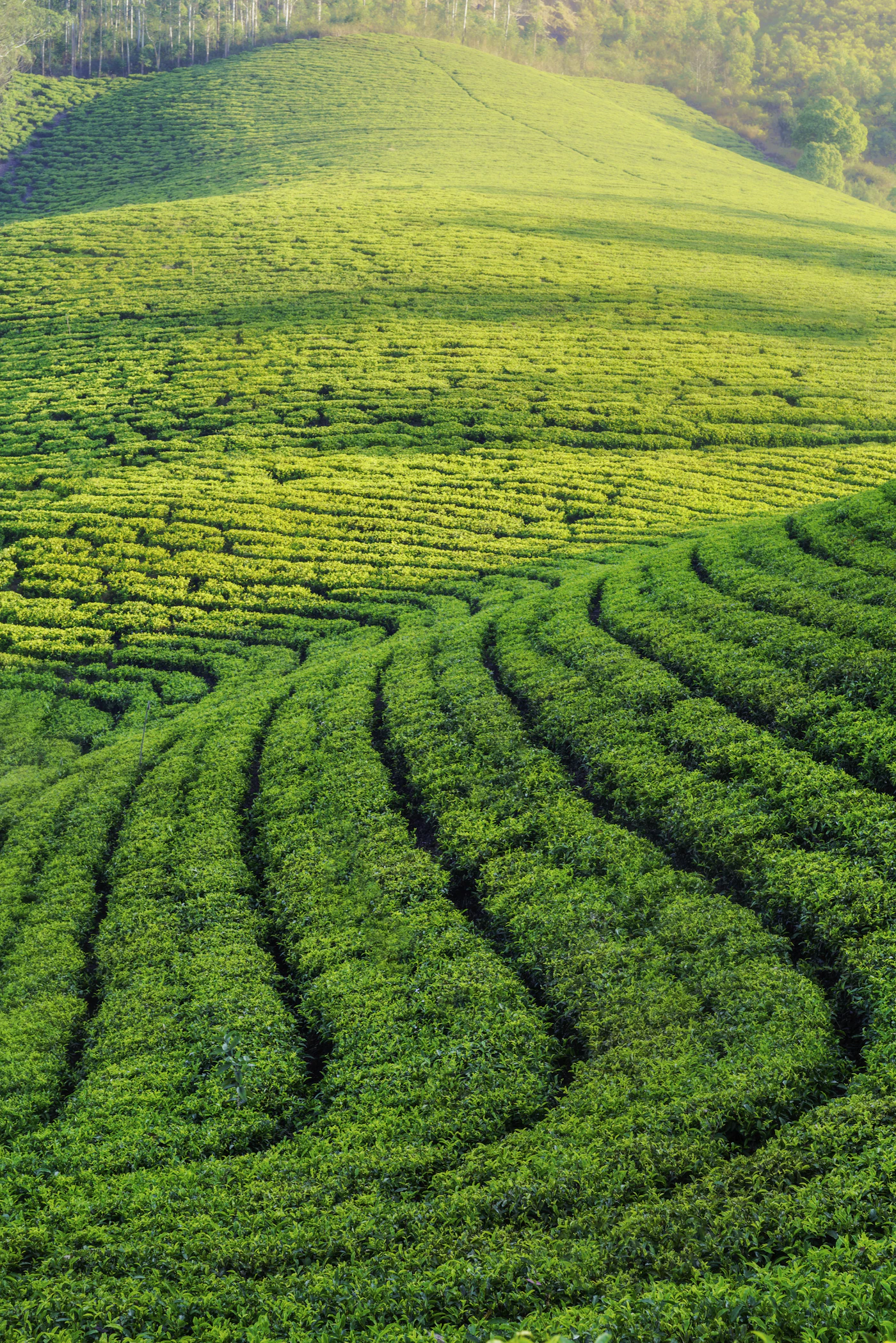 Misty plantation slopes of the Western Ghats