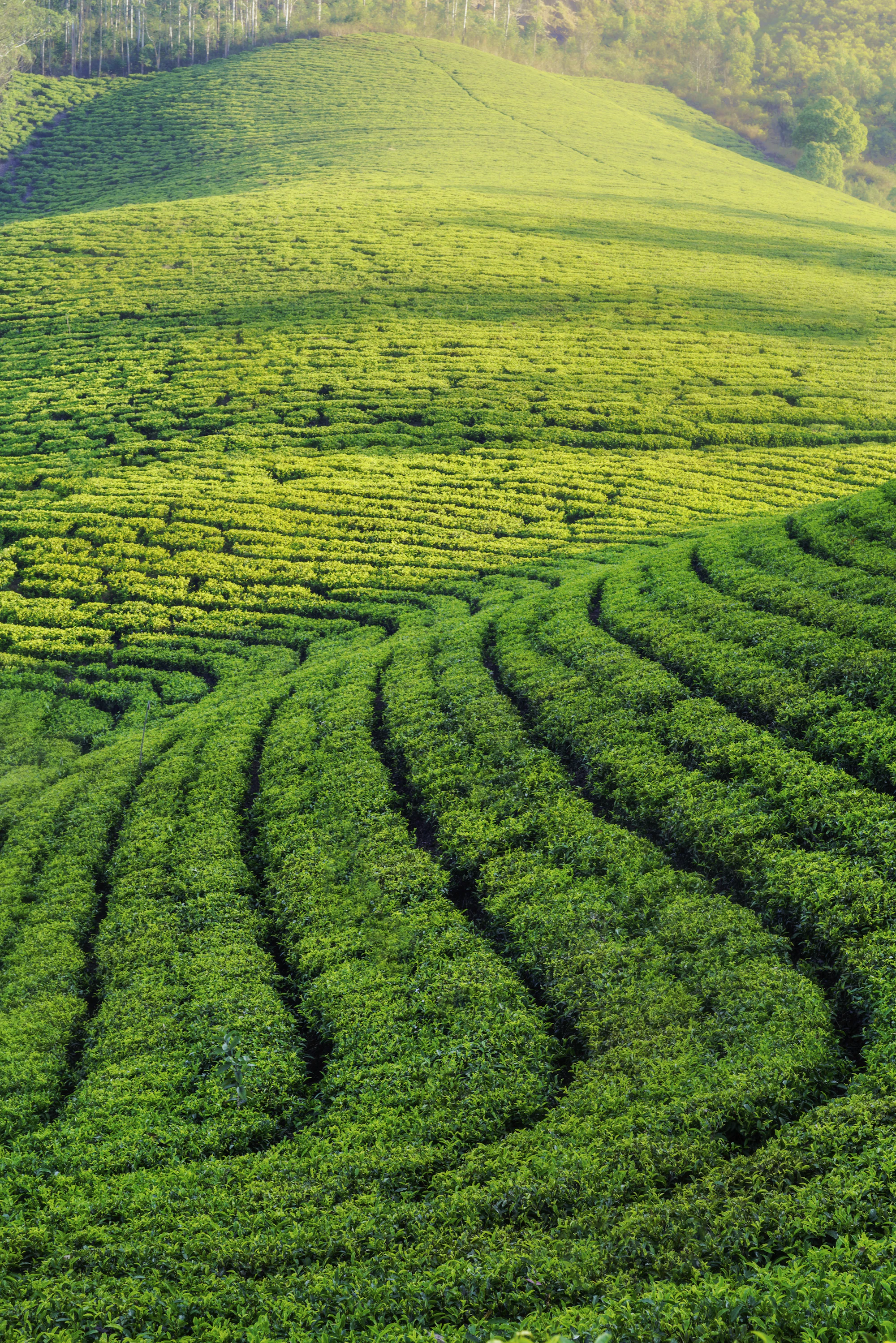 Rolling green hills of a hand-plucked tea garden.