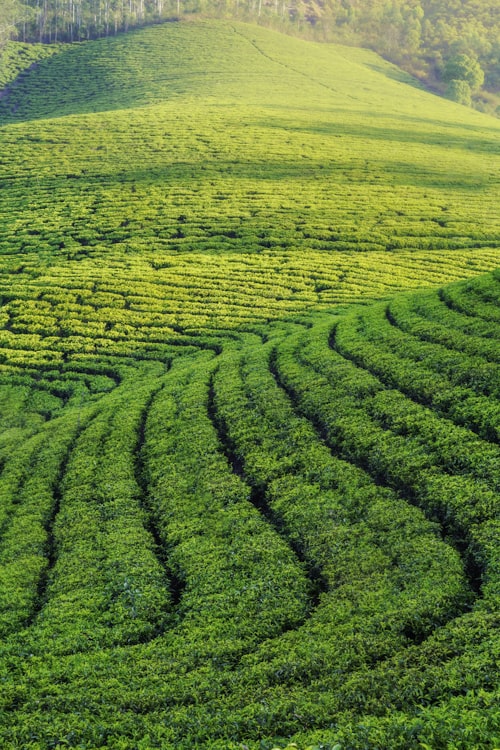 Nilgiris hill station tea country