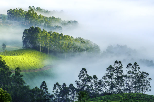 Coorg — MICE destination