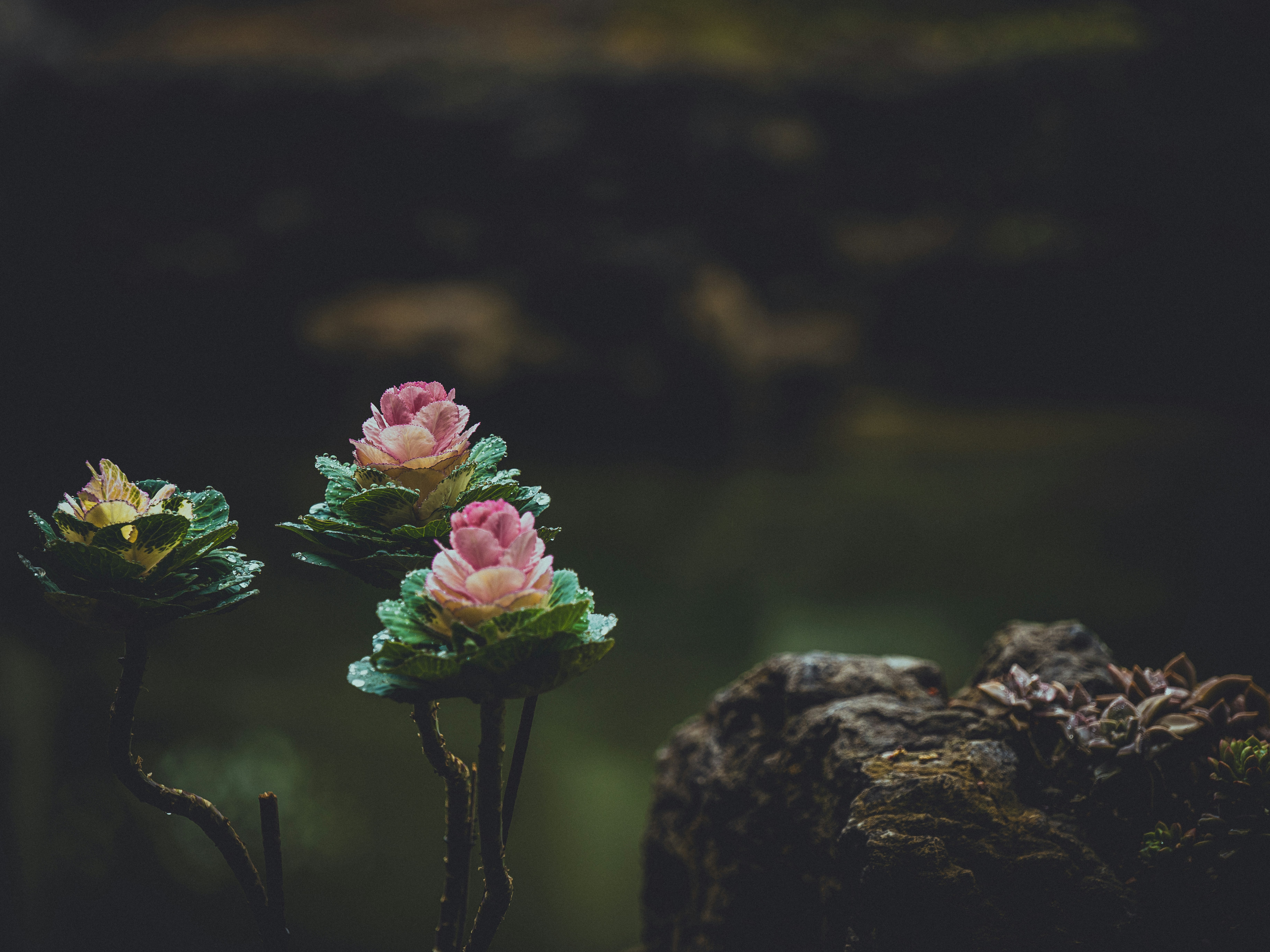 Pink and green flowers bloom in darkness.
