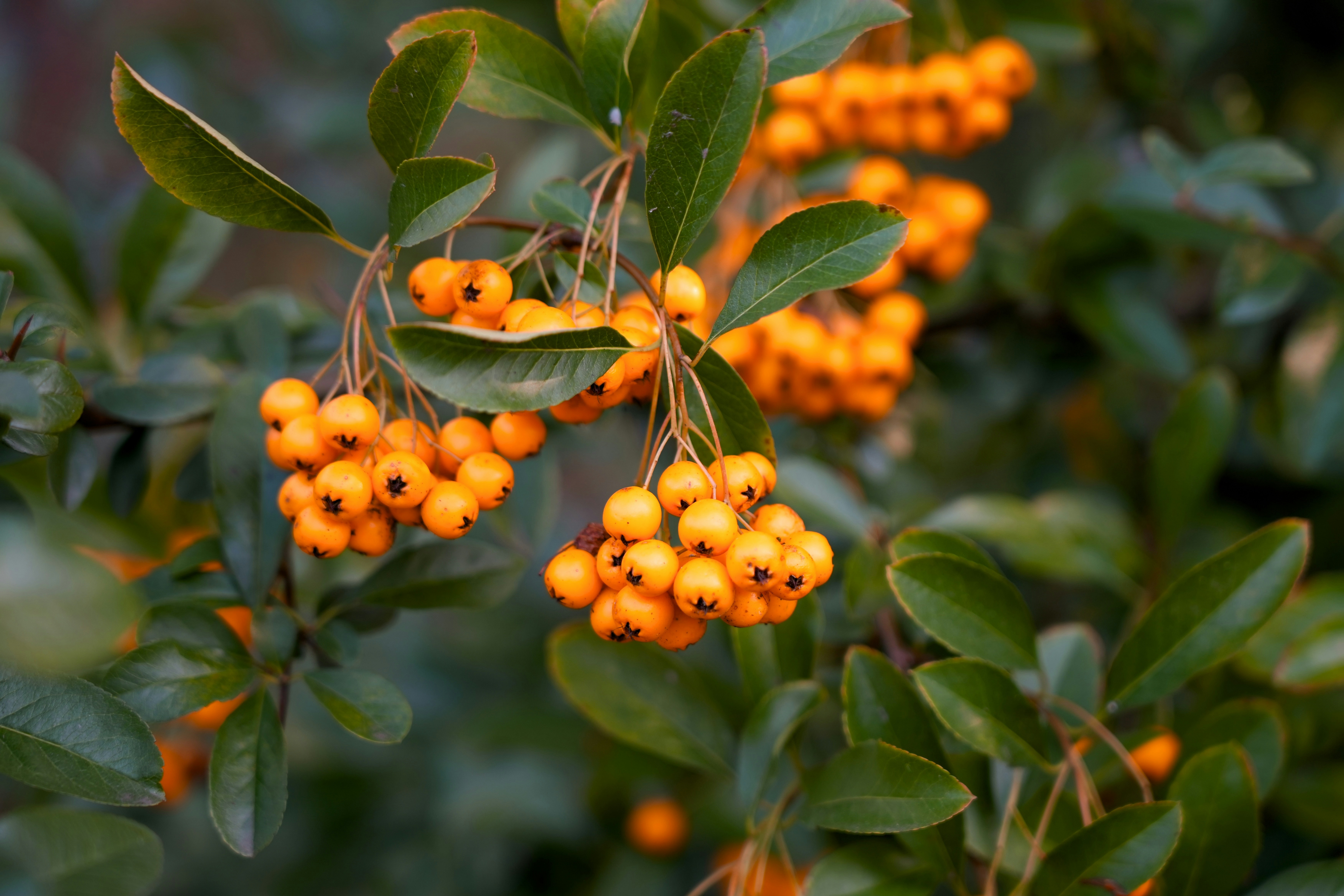 Ein veröffentlichtes Foto