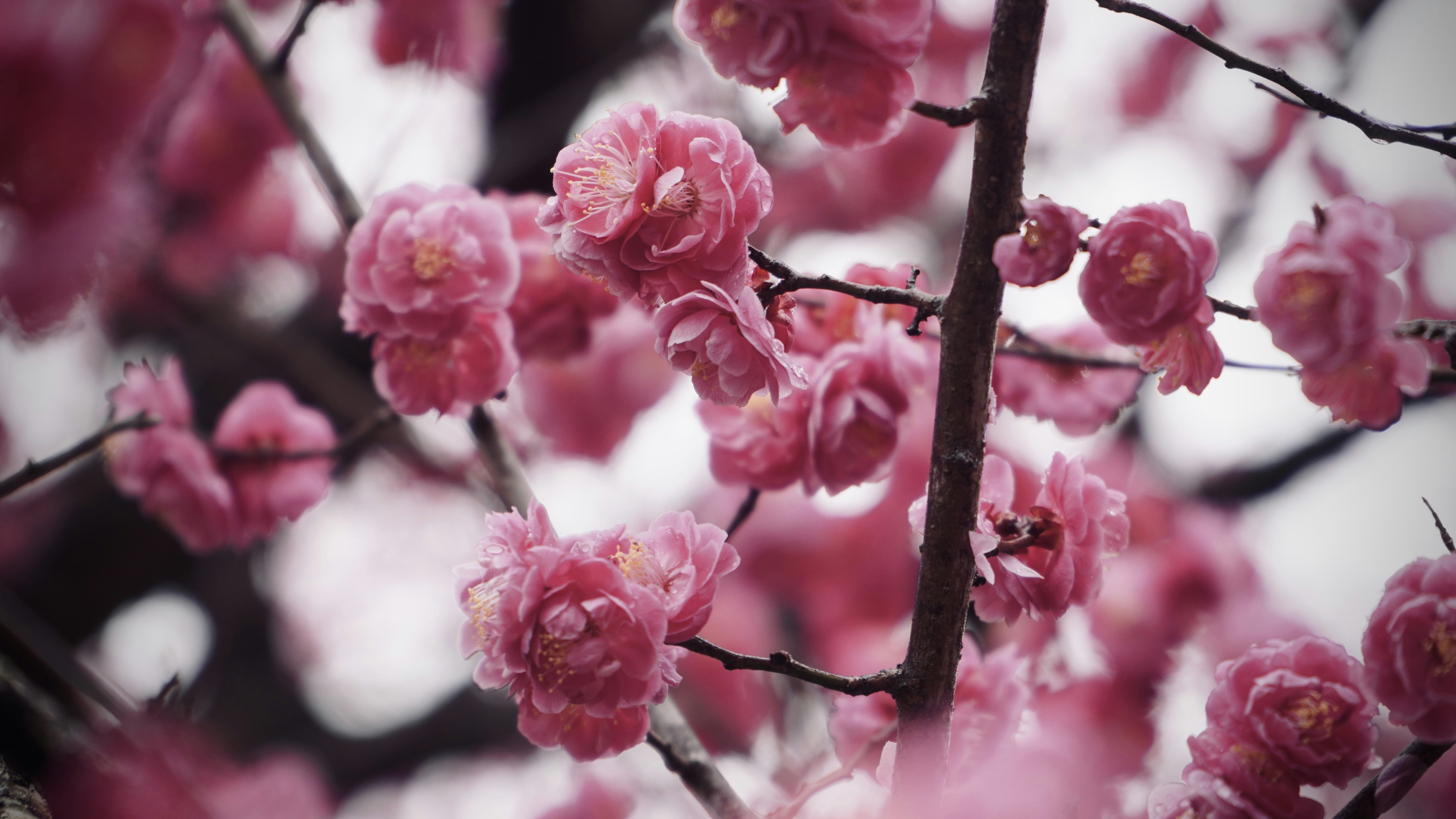 Pink flowers bloom on branches.