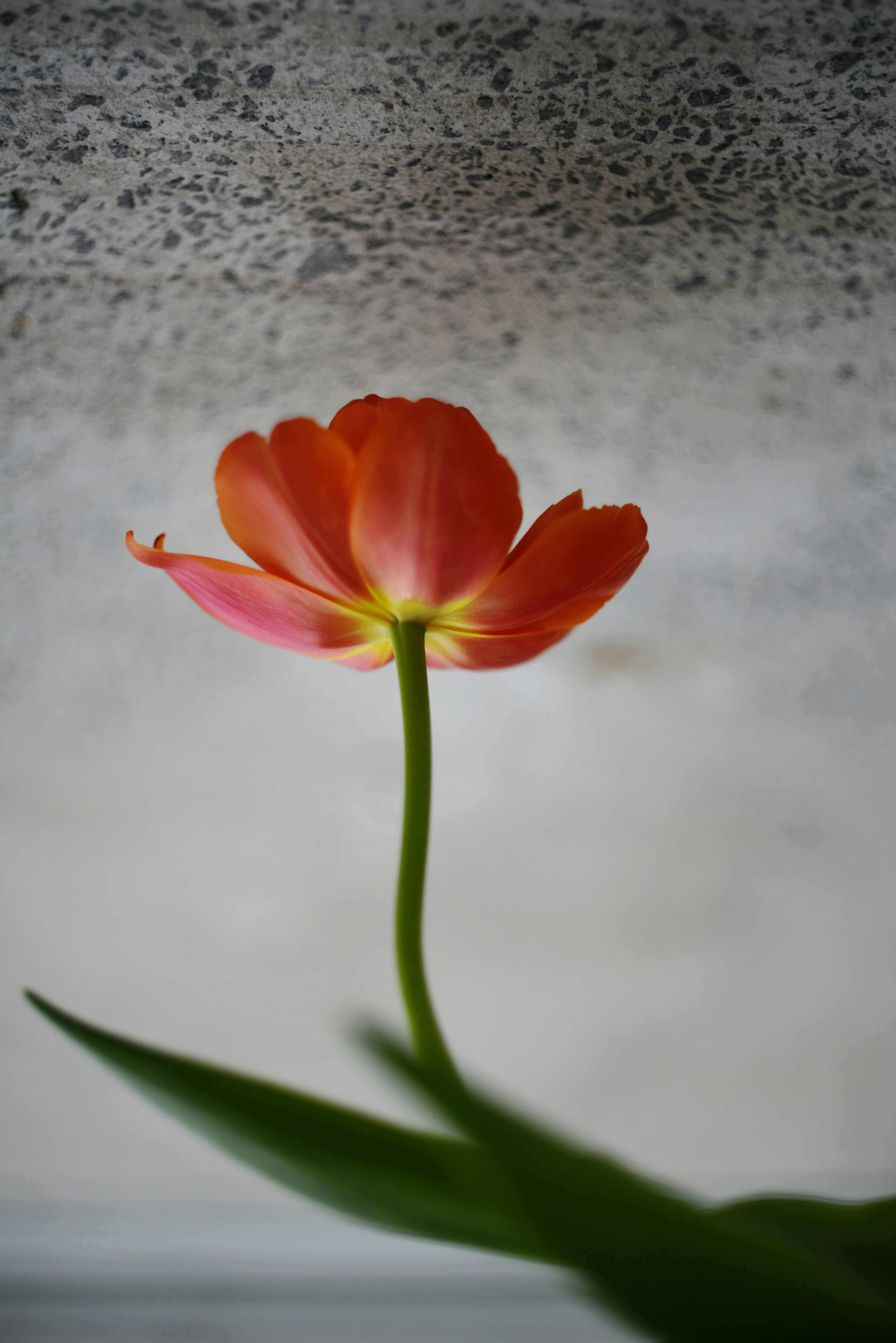 Photo by cherstve_pechivo