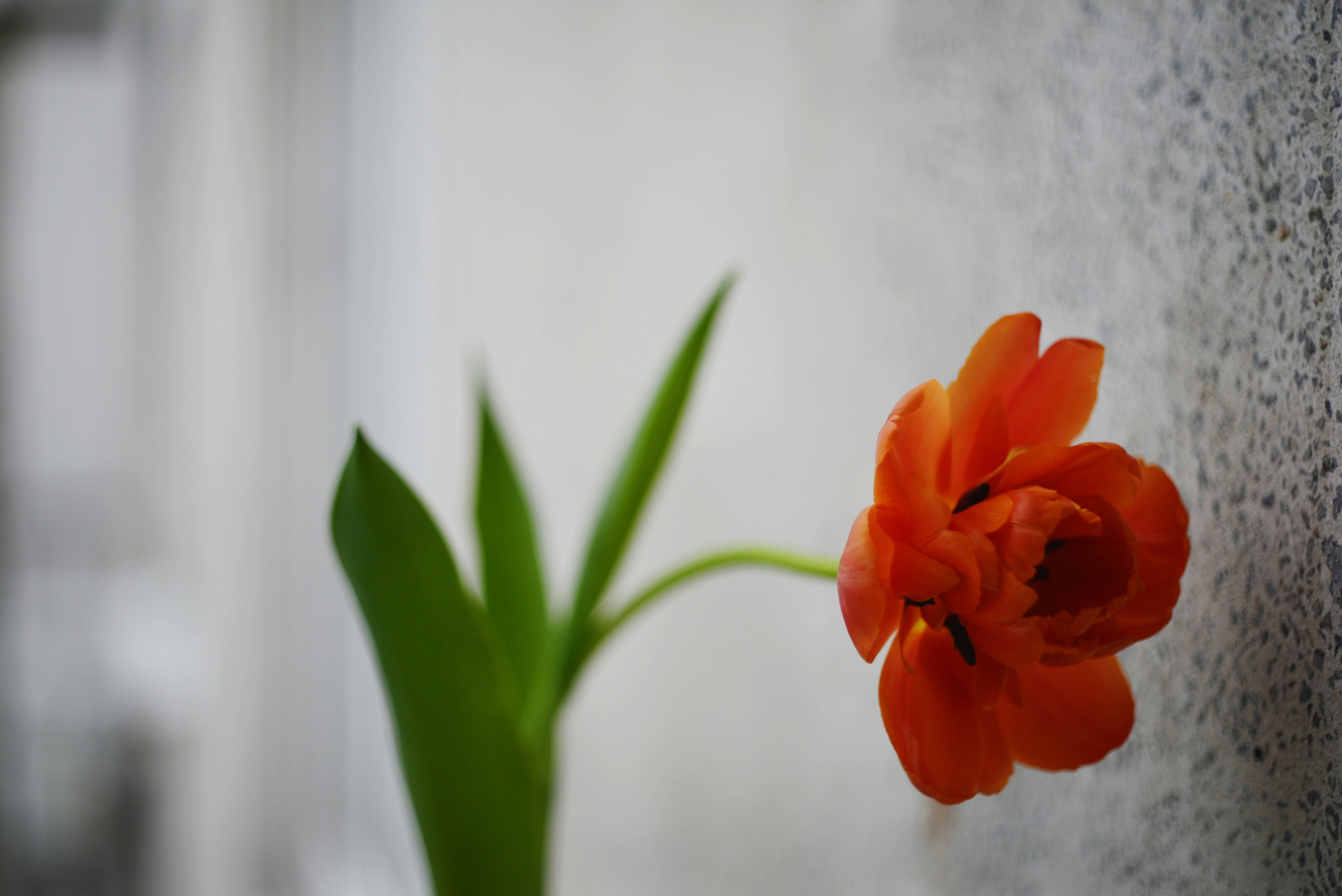 Photo by cherstve_pechivo