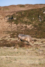 A cow grazes on a grassy hillside.