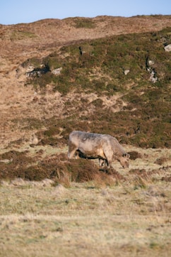 A cow grazes on a grassy hillside.