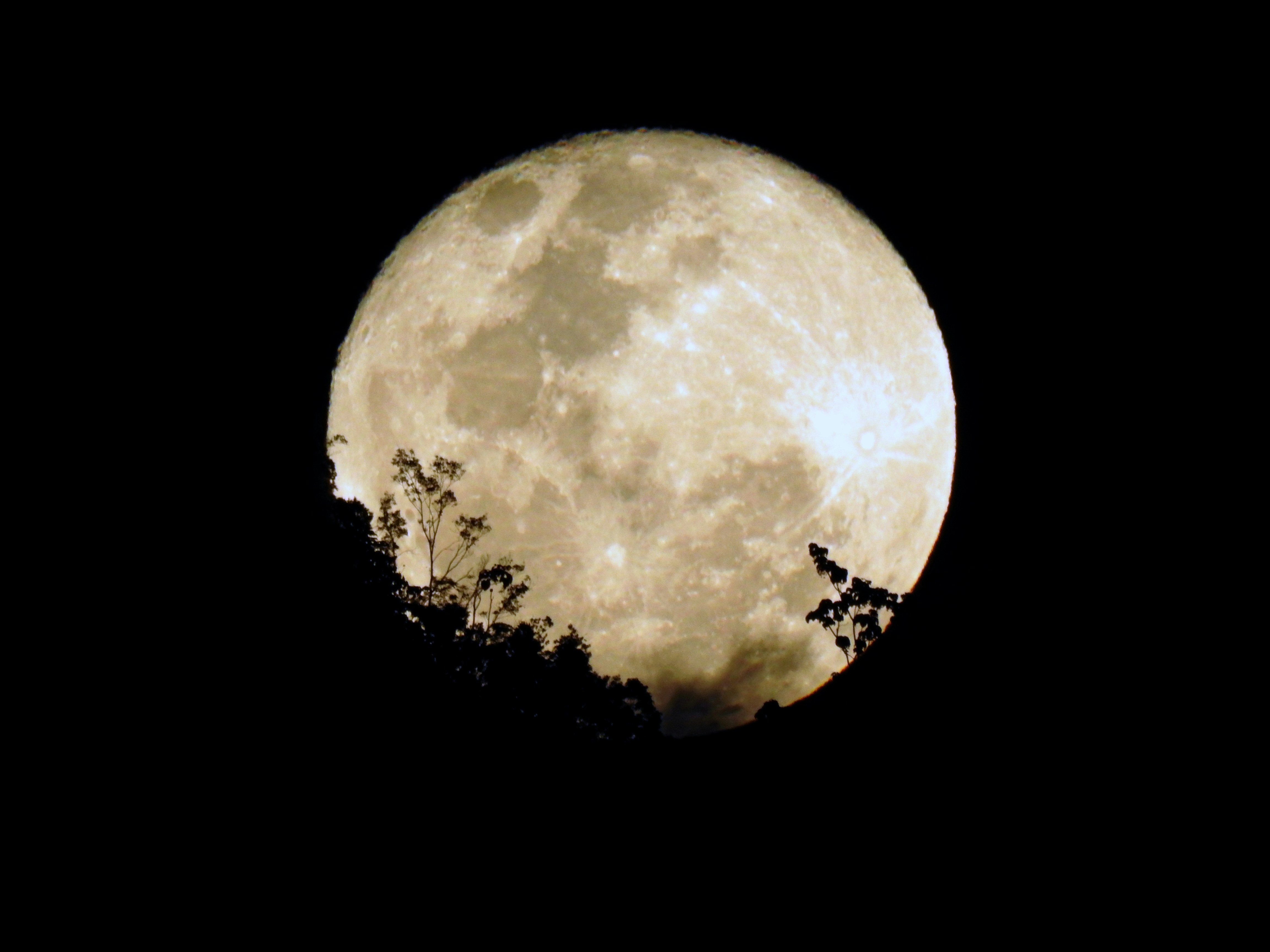 A bright moon rises behind some dark trees.