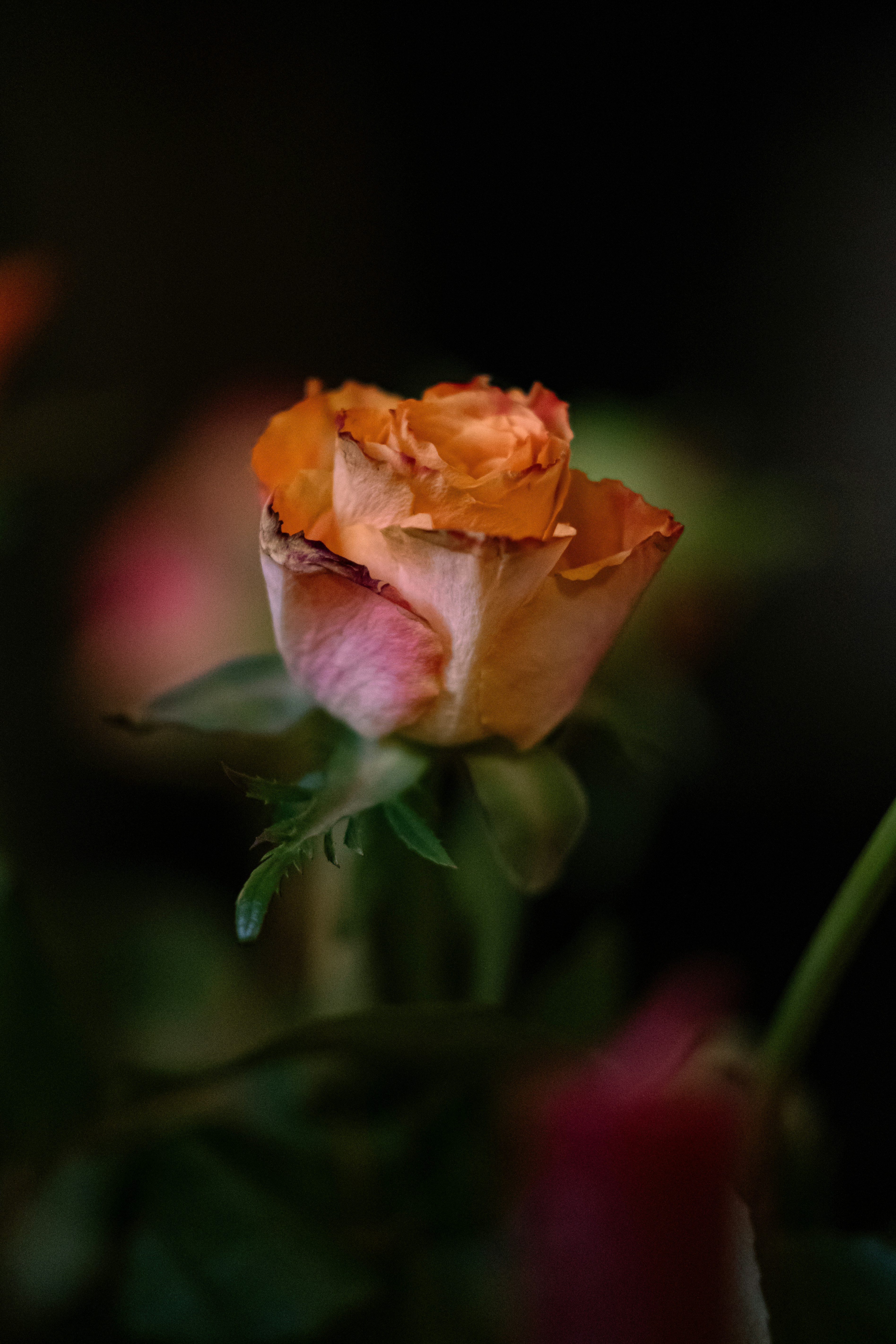 Photo by soroushzargar