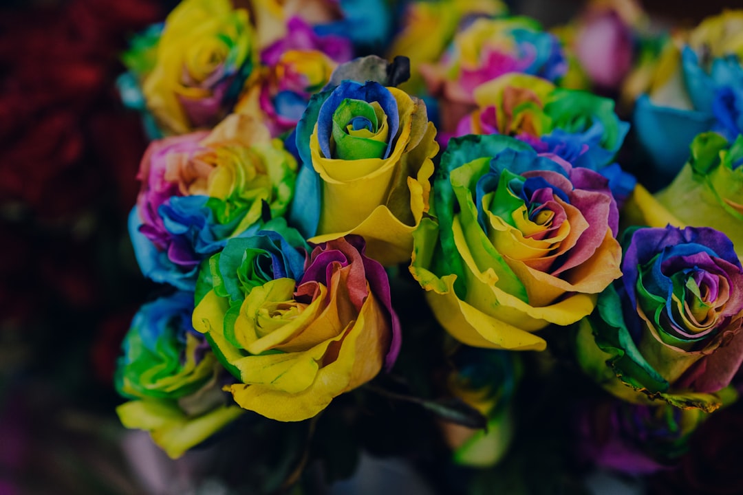 colored roses delivery bouquet vibrant rainbow tinted roses colored roses delivery bouquet vibrant rainbow tinted roses