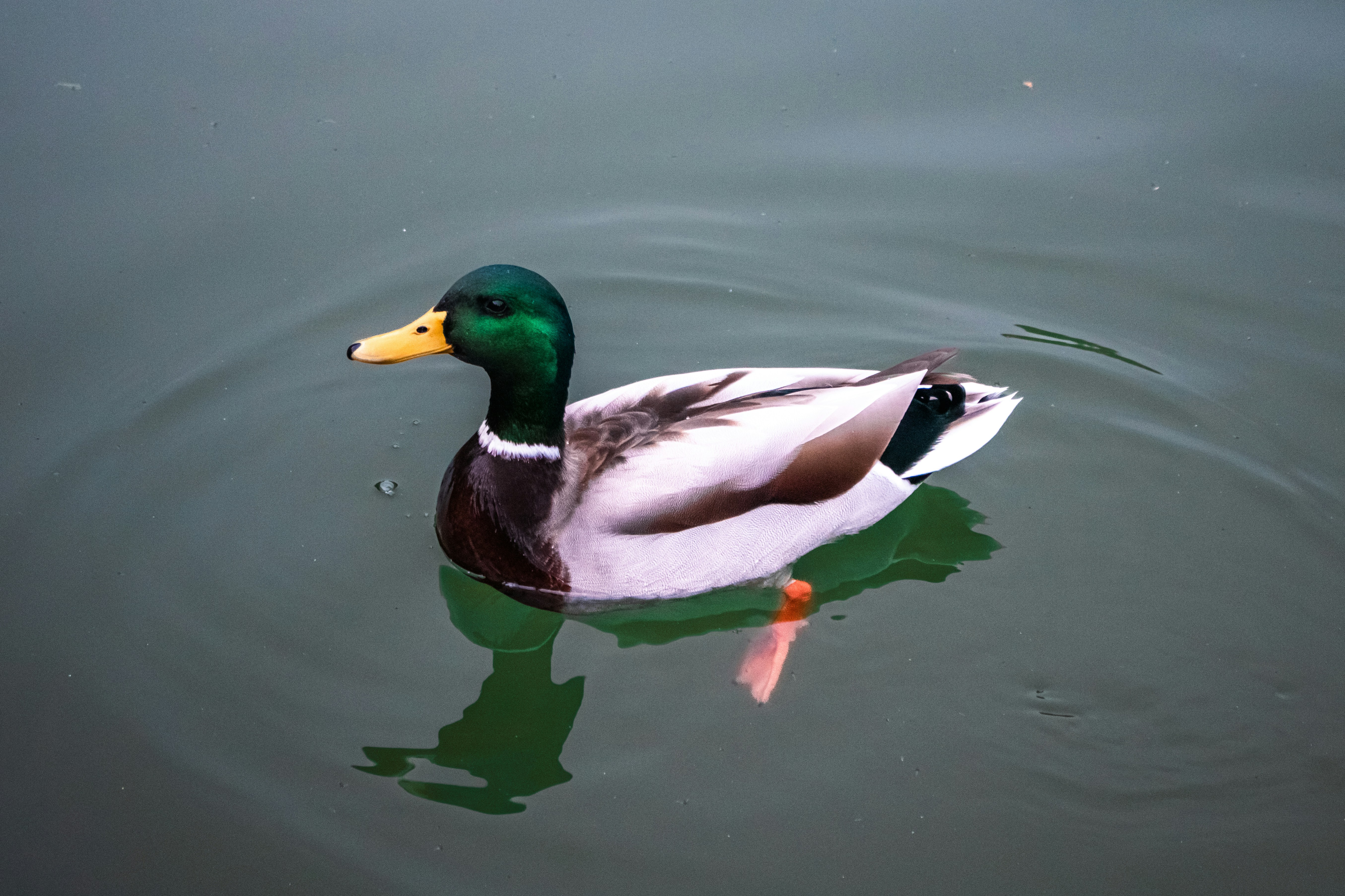 Photo by zoshuacolah