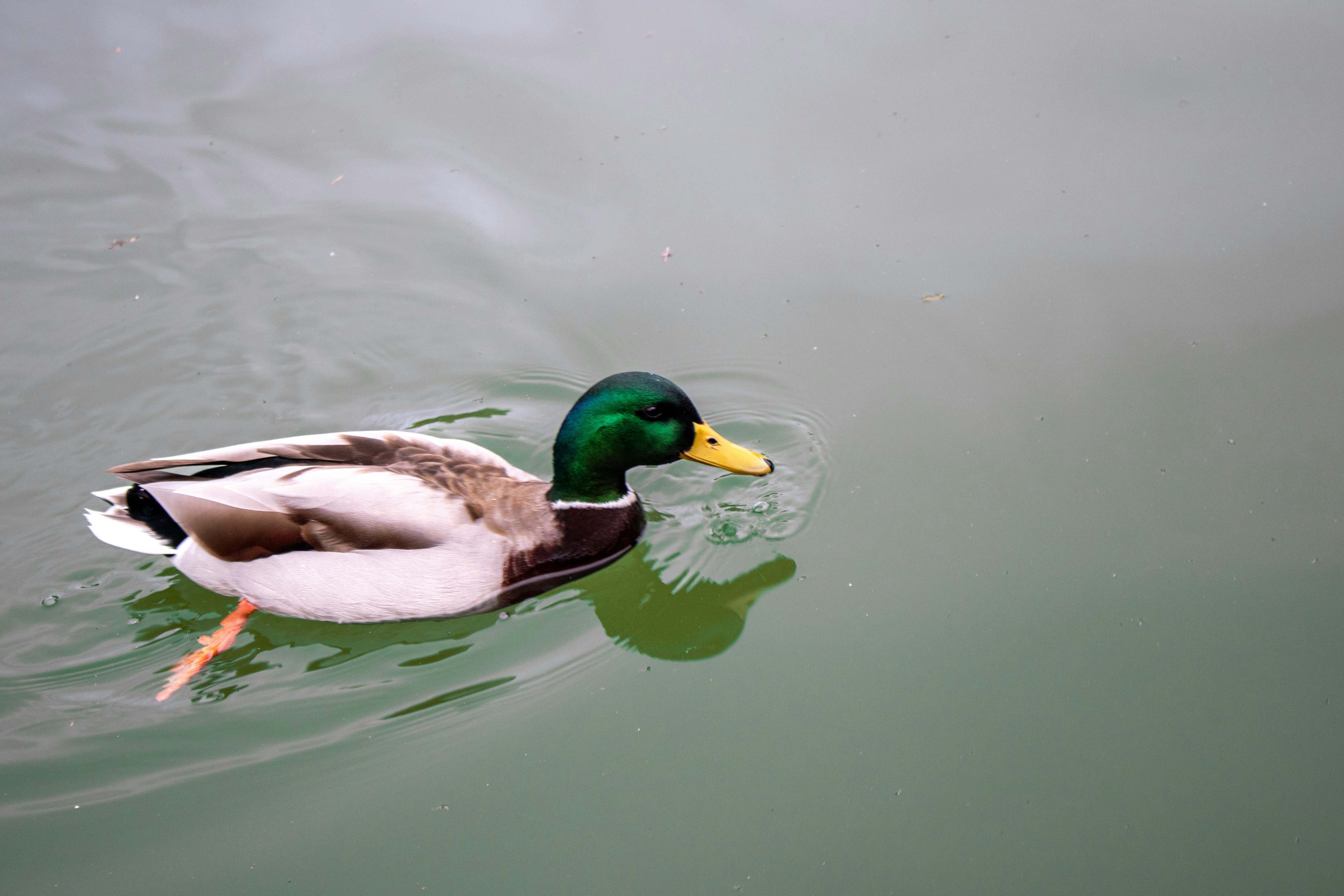 Photo by zoshuacolah