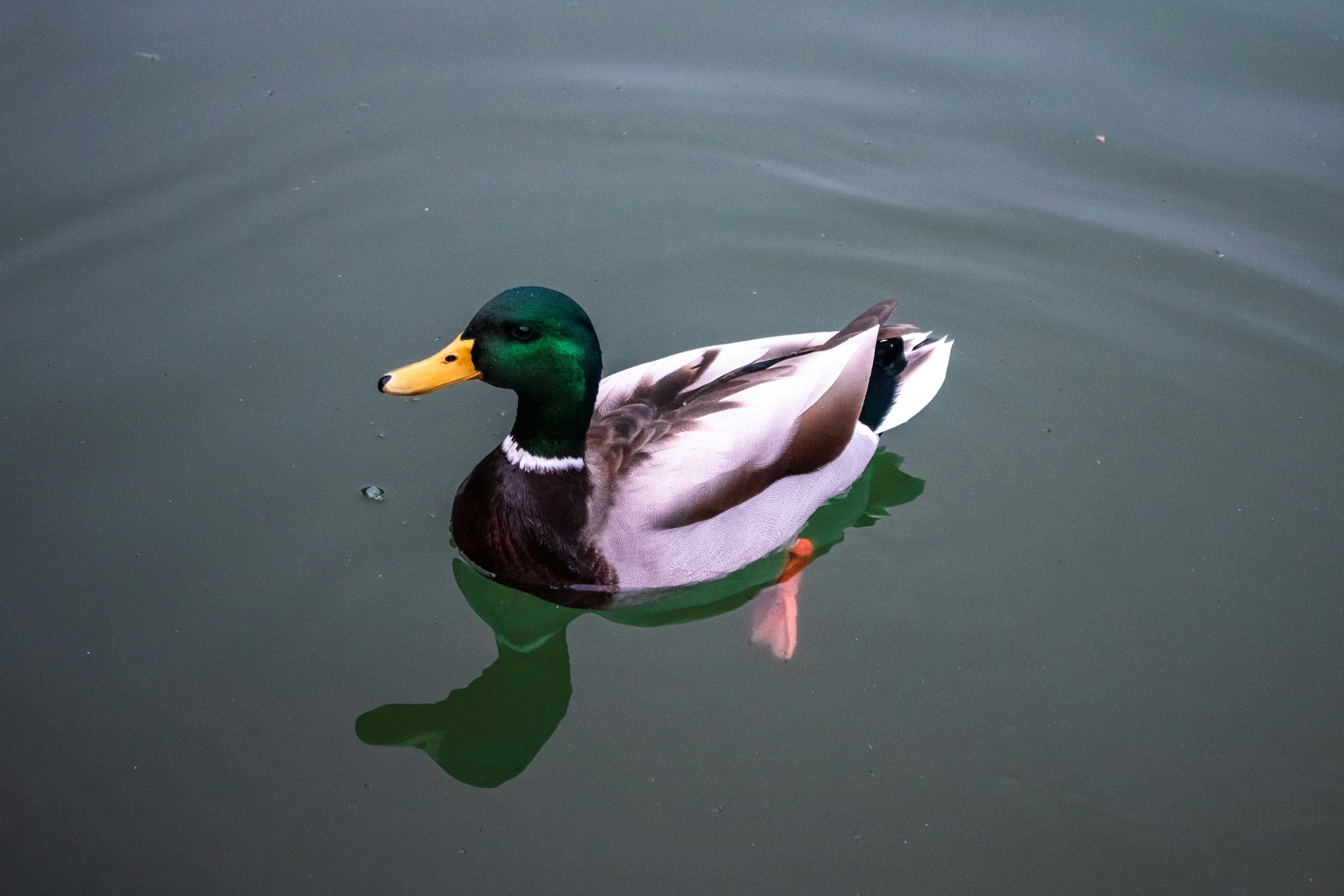 Photo by zoshuacolah